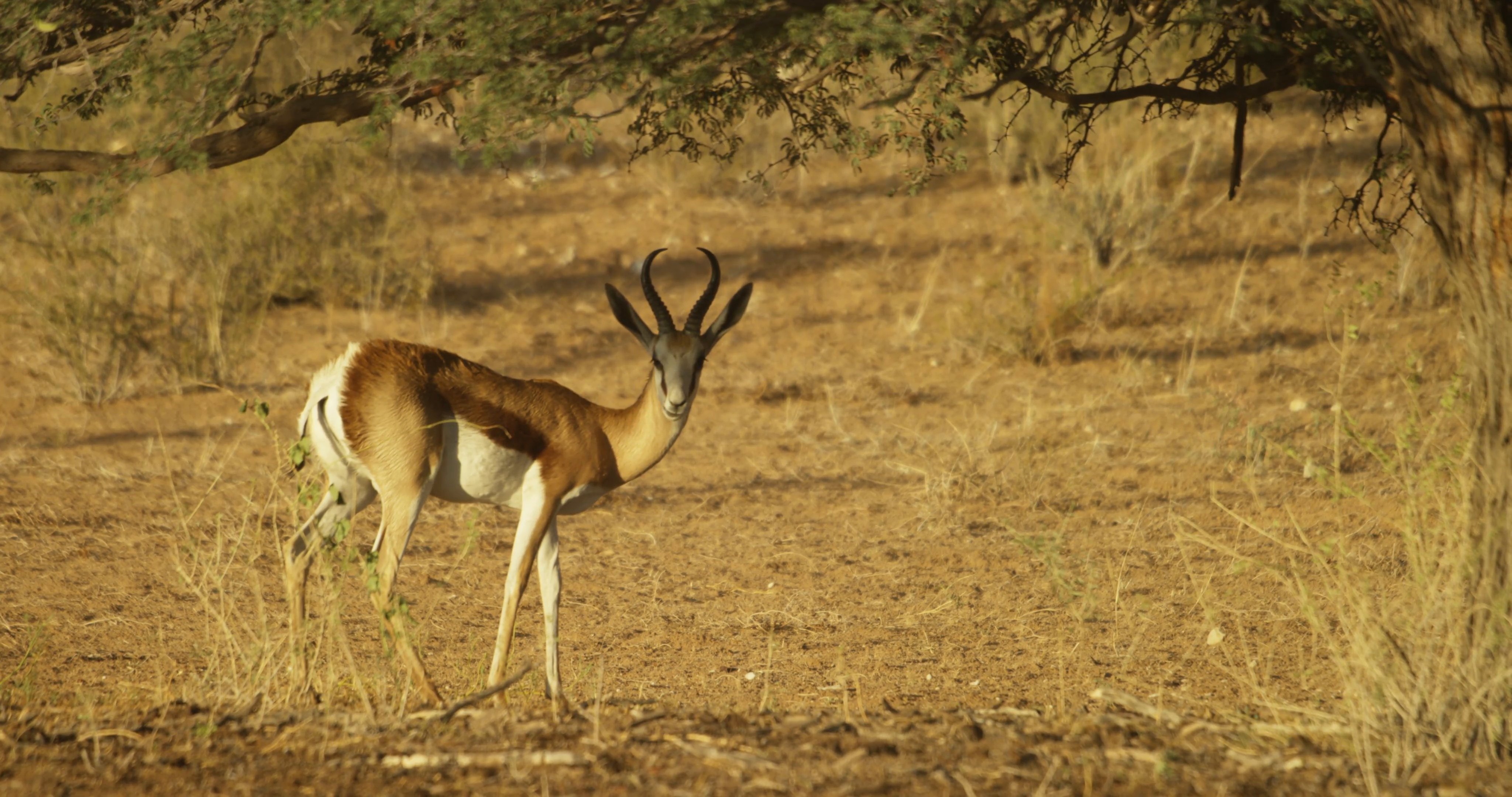 Springbok - grazing under tree Stock Video Footage - VideoBlocks