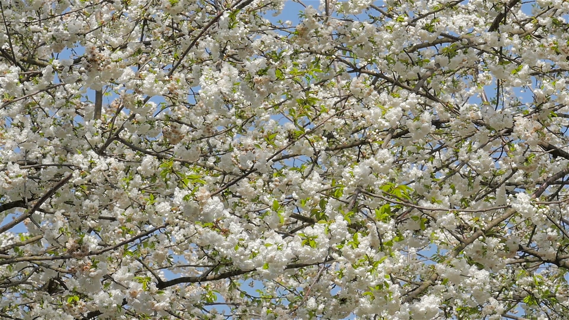 Springtime Cherry Blossom; slow motion full frame abstract ...