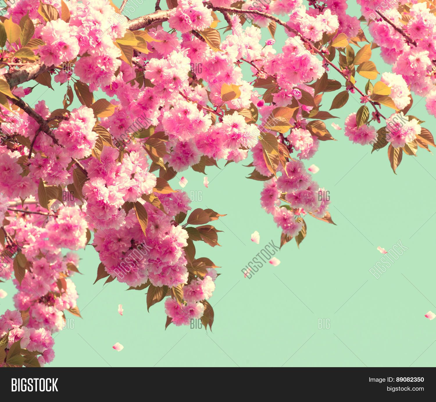 Spring Blossom Background. Image & Photo | Bigstock