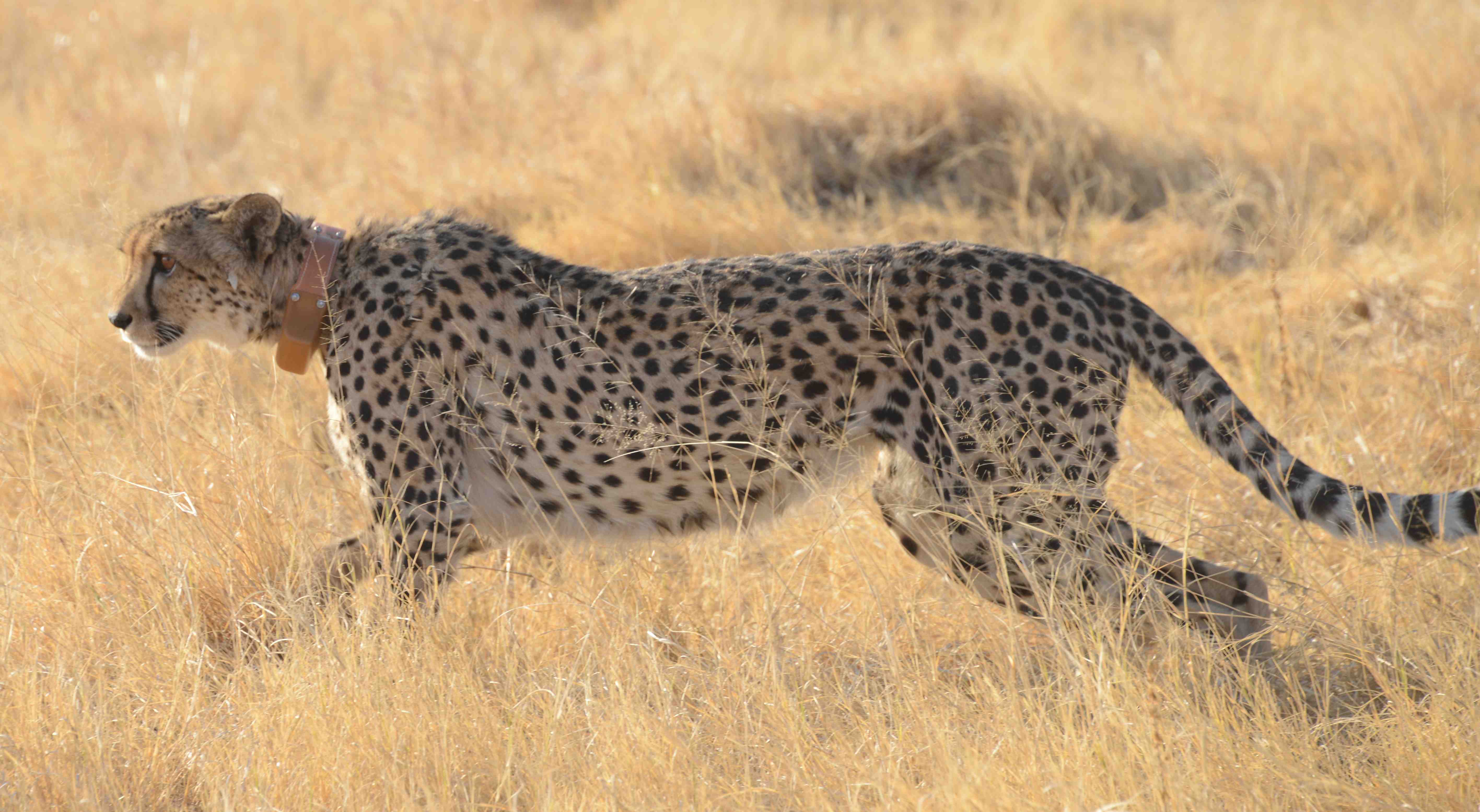 Cheetah's acceleration, not speed, power key to their success