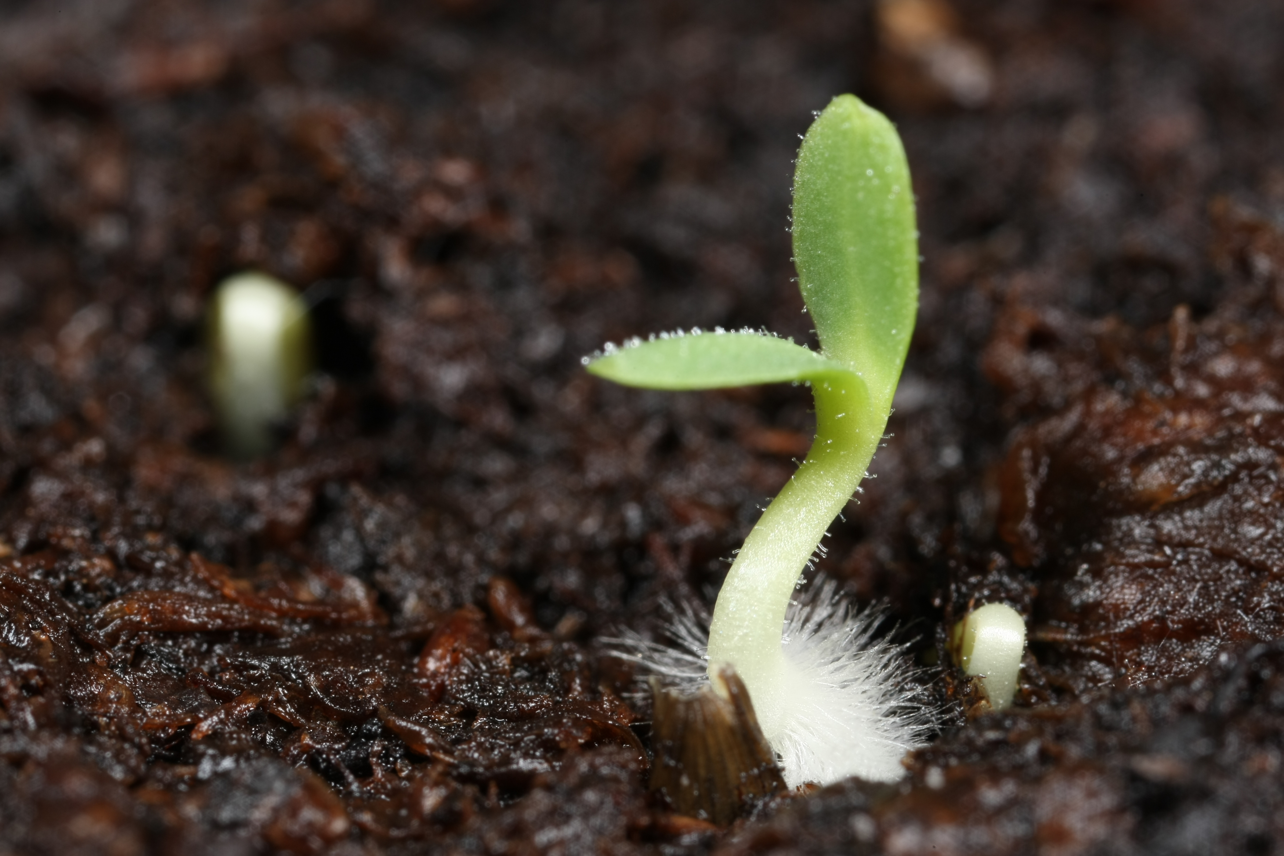 How Do Seeds Sprout? | Wonderopolis
