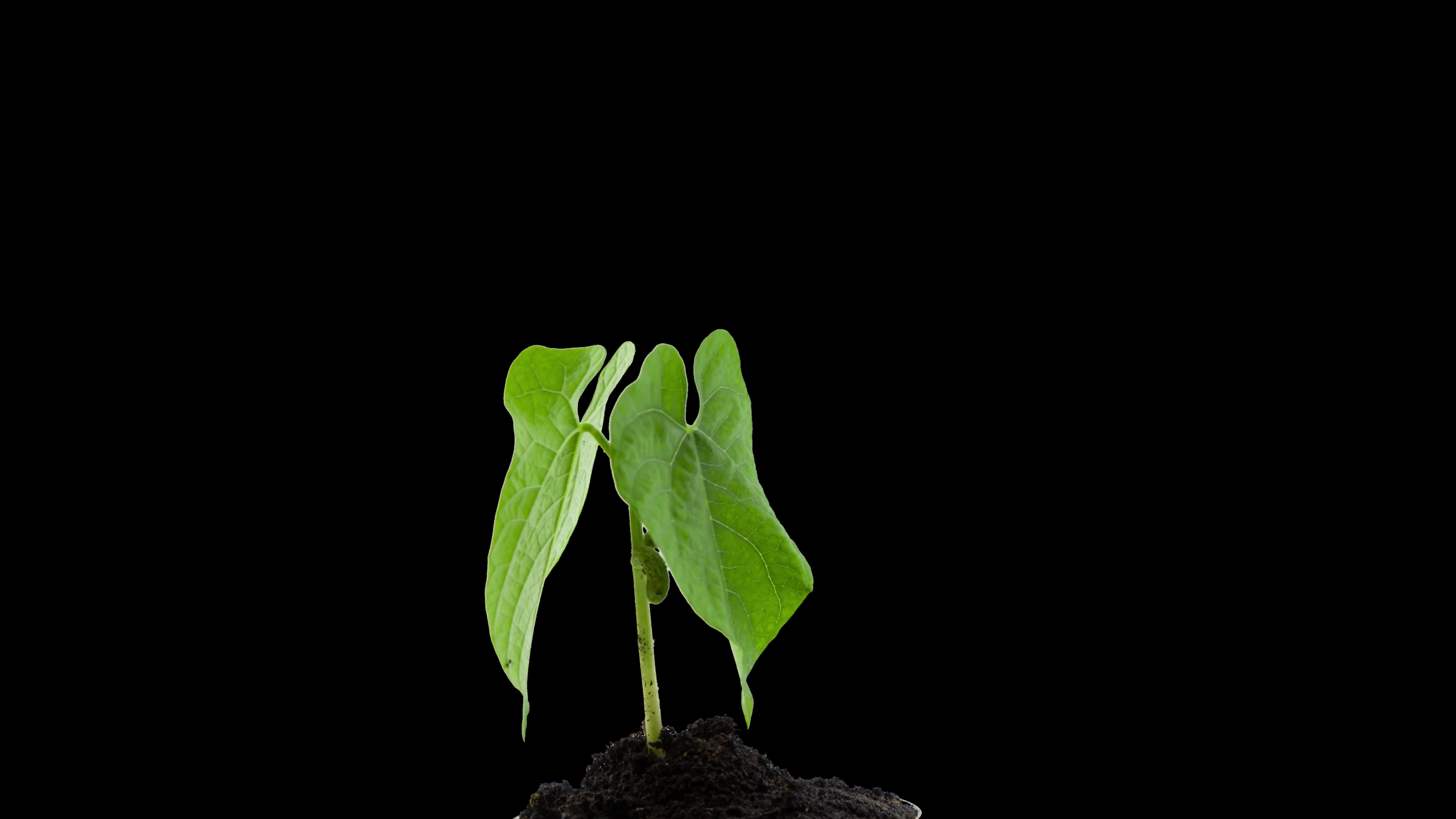 Grows Sprouting Out Of Ground, plant timelapse Growing Stock Video ...