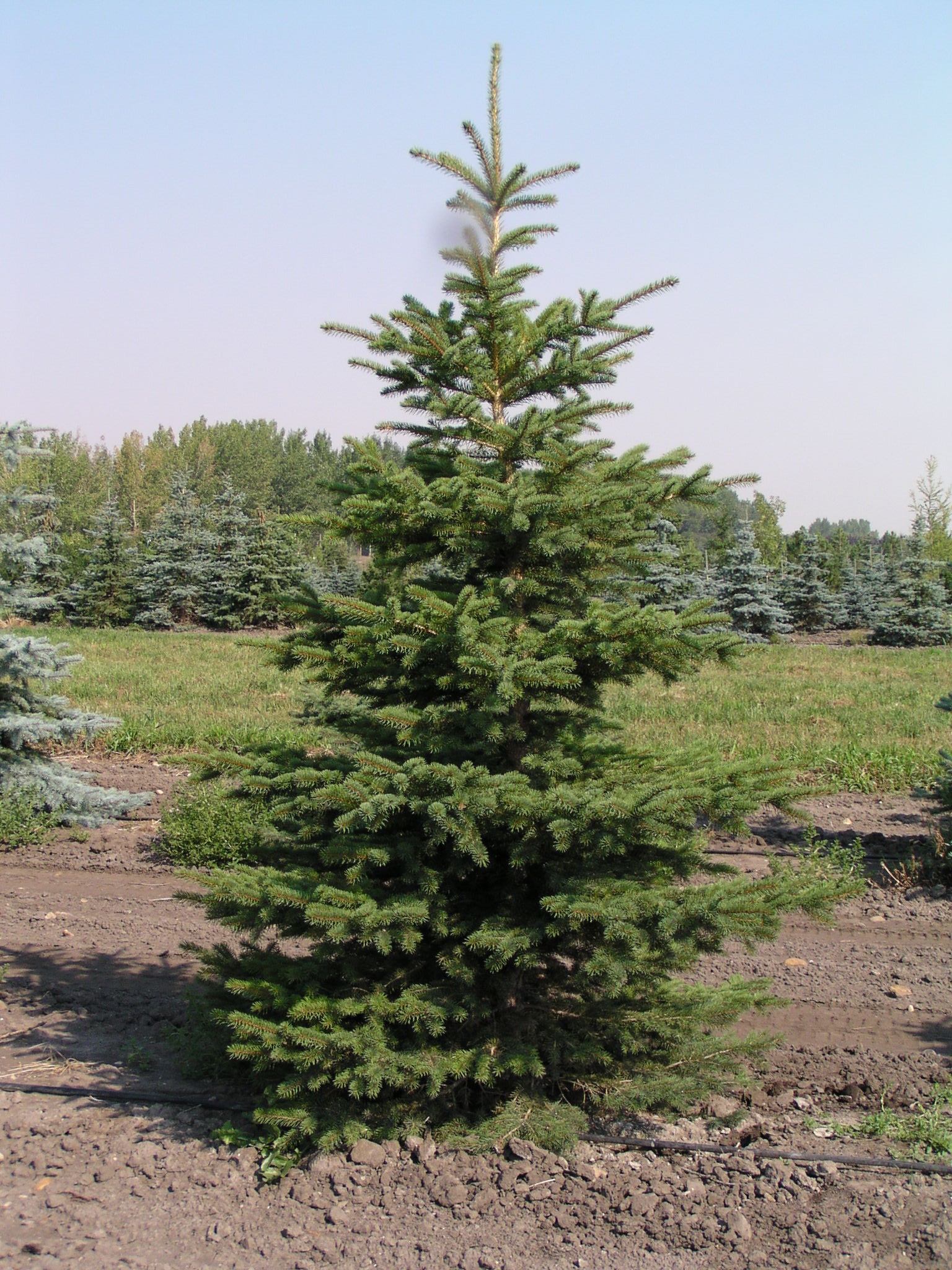 Colorado Spruce (Picea pungens)Colorado Spruce - Foothills Nurseries ...