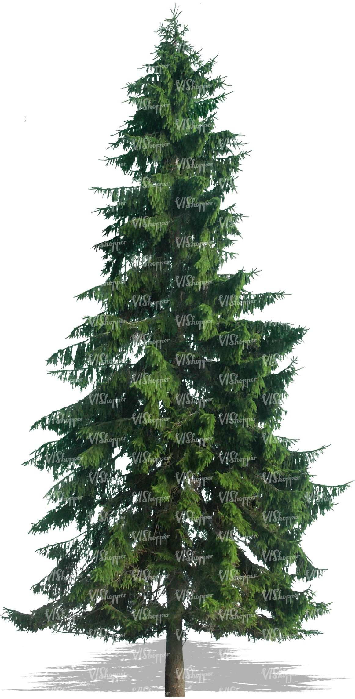 cut out spruce - cut out trees and plants - VIShopper