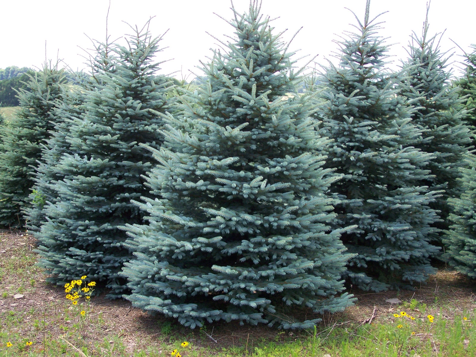 Baby Blue Spruce for Sale | Buy now at Garden Goods Direct