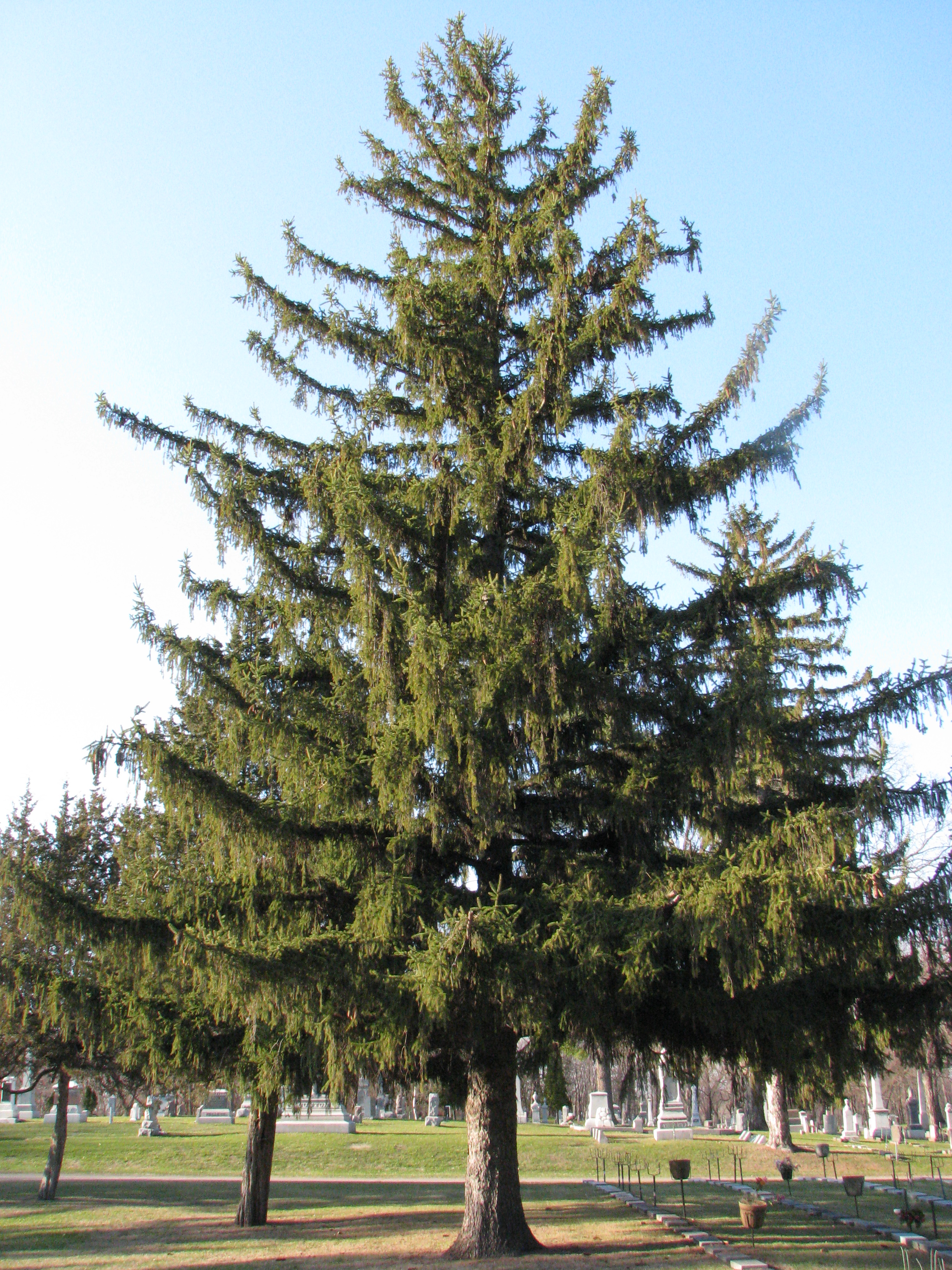 A Closer Look at Cones: Norway Spruce – EcoBlog