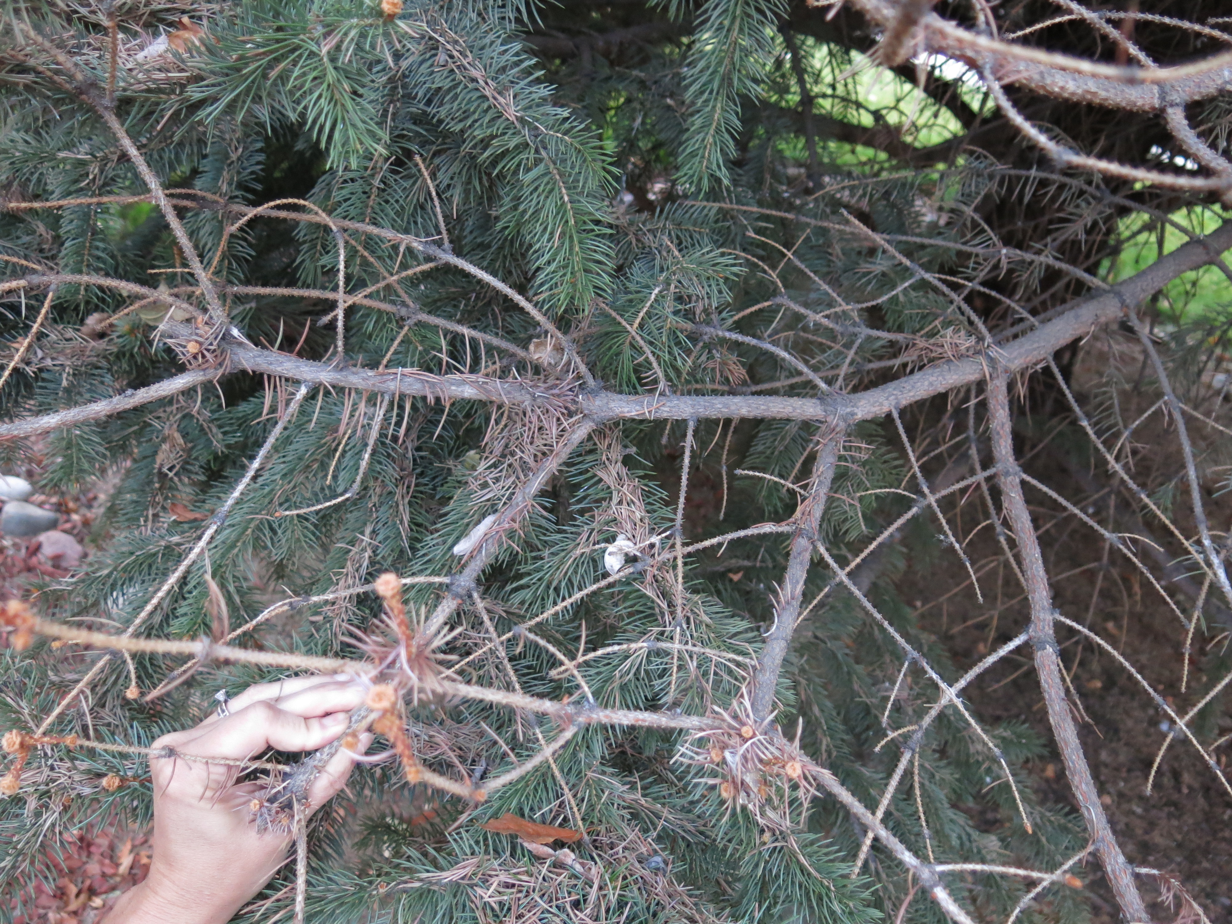 Dead Spruce Branches - Ask an Expert