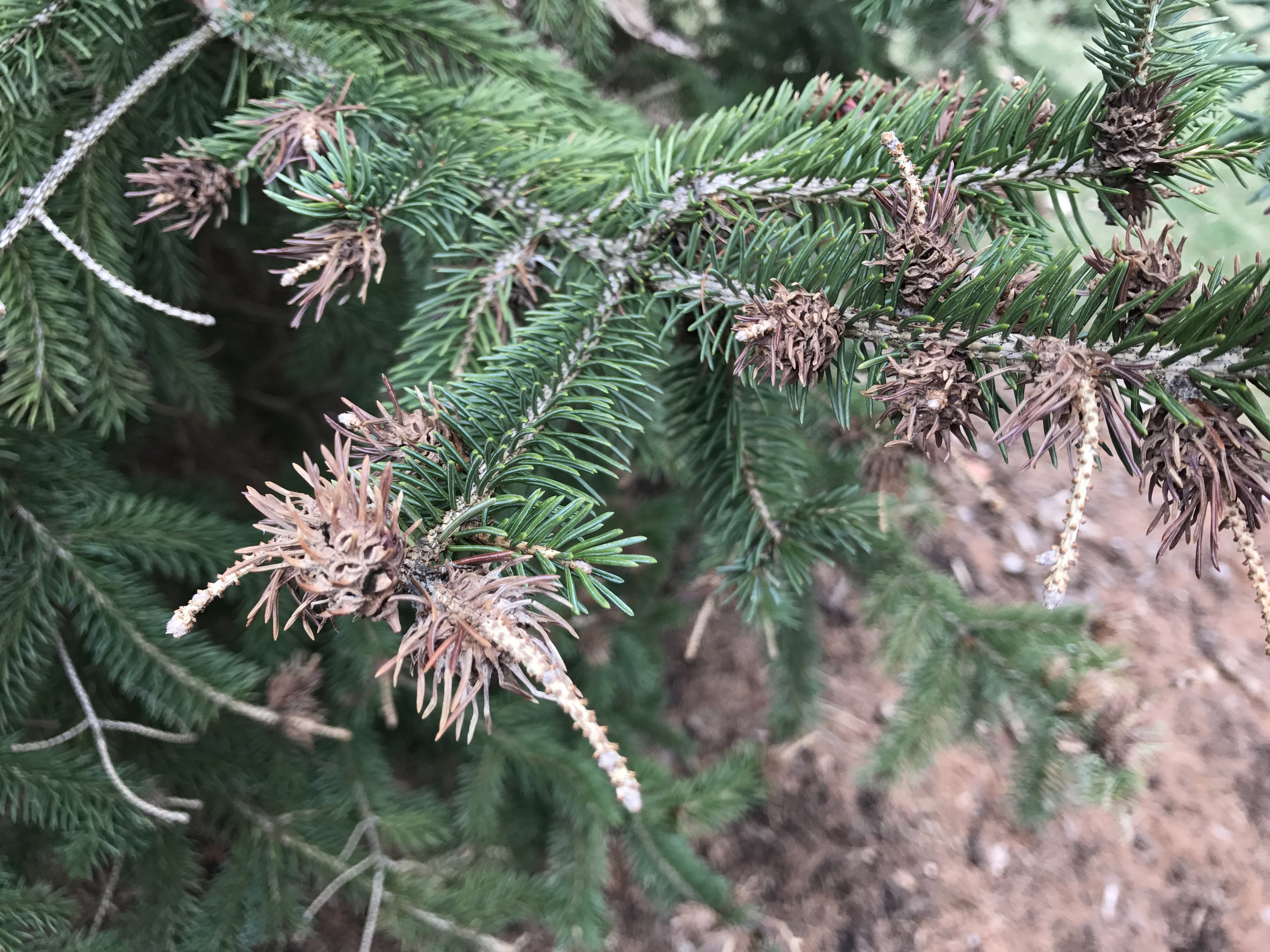 Unusual Growth on Black Hills Spruce Branch Tips - Ask an Expert
