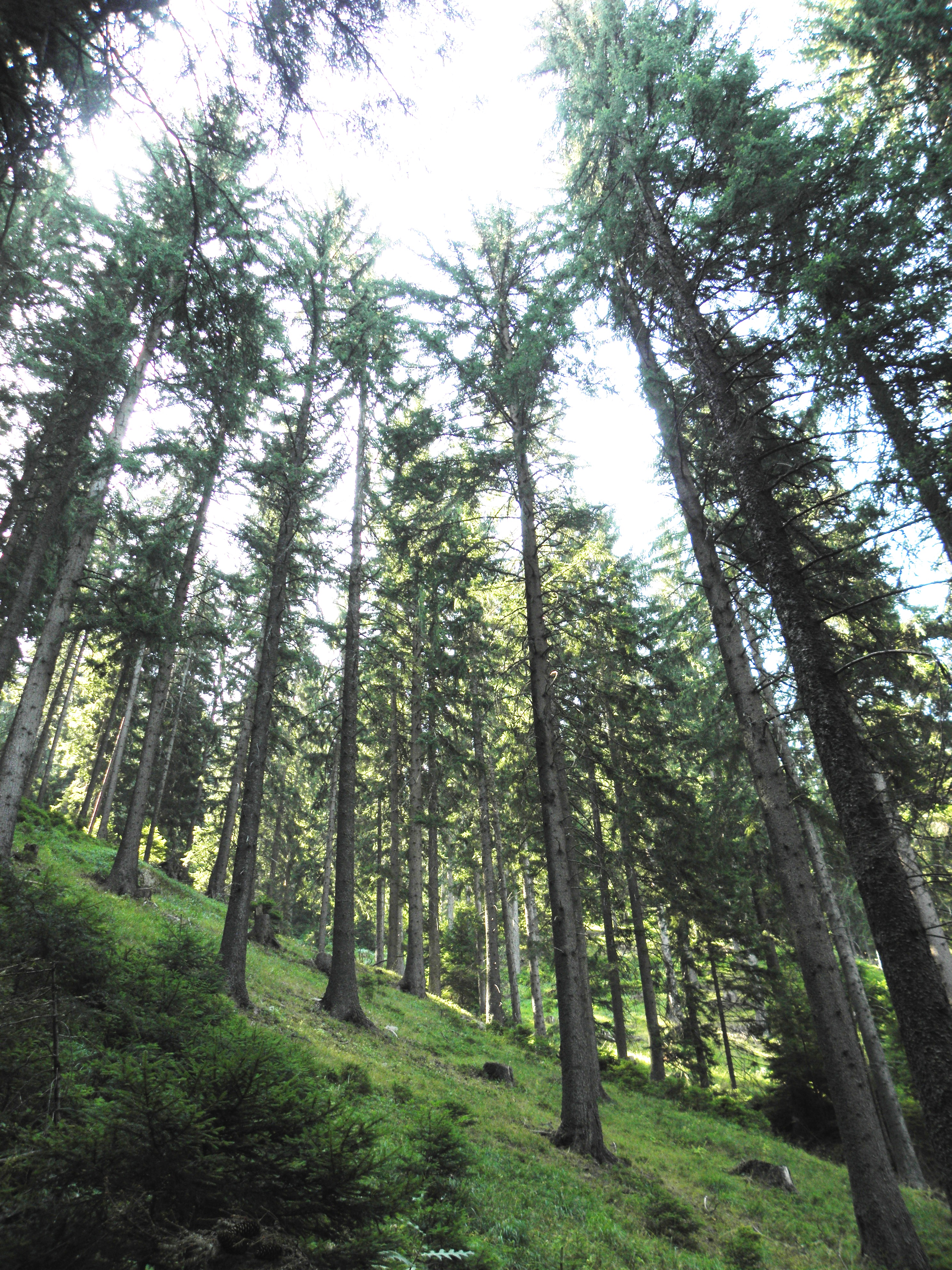 Spruce forest in the central rhodopes photo