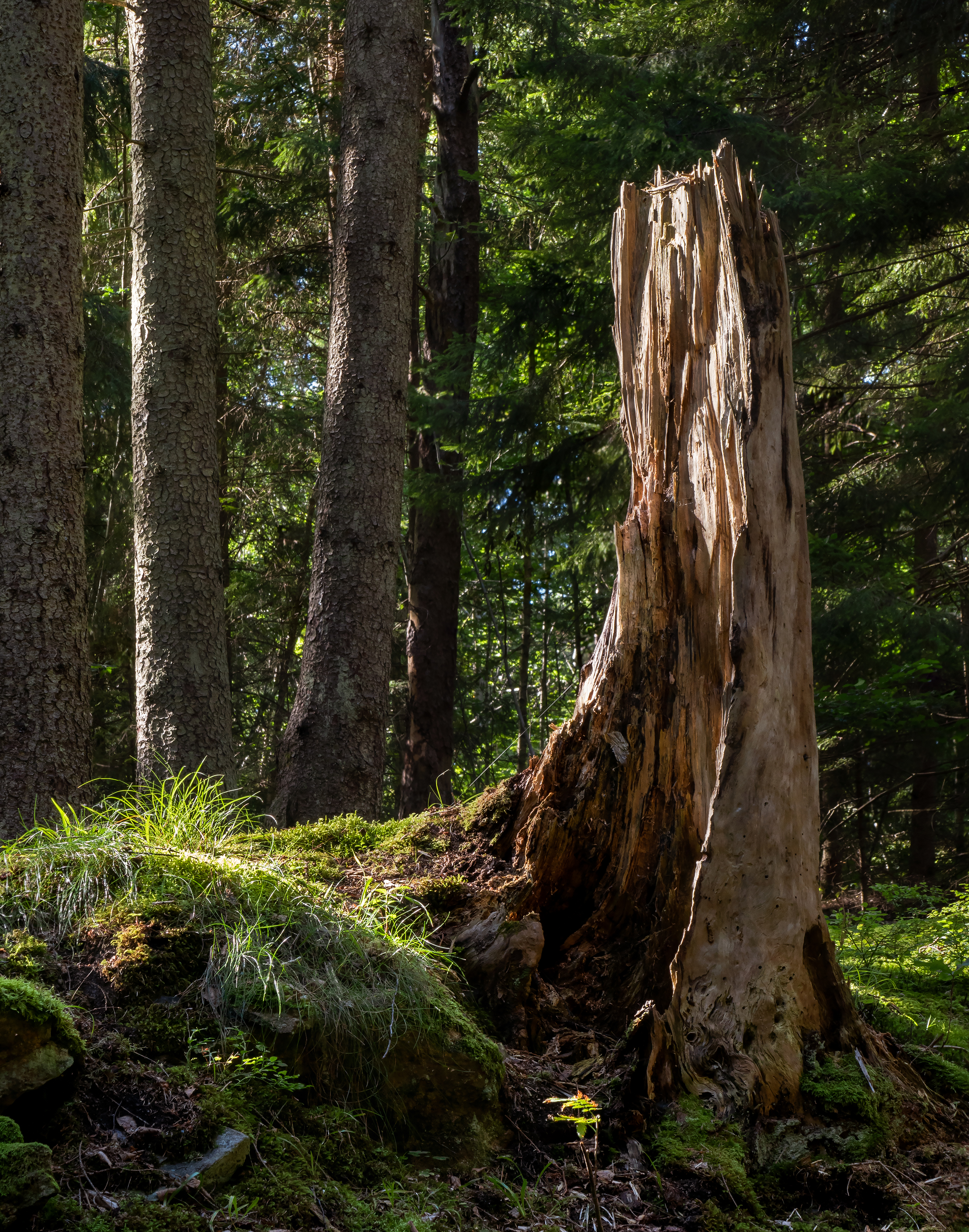 Spruce tree stump in gullmarsskogen ravine photo