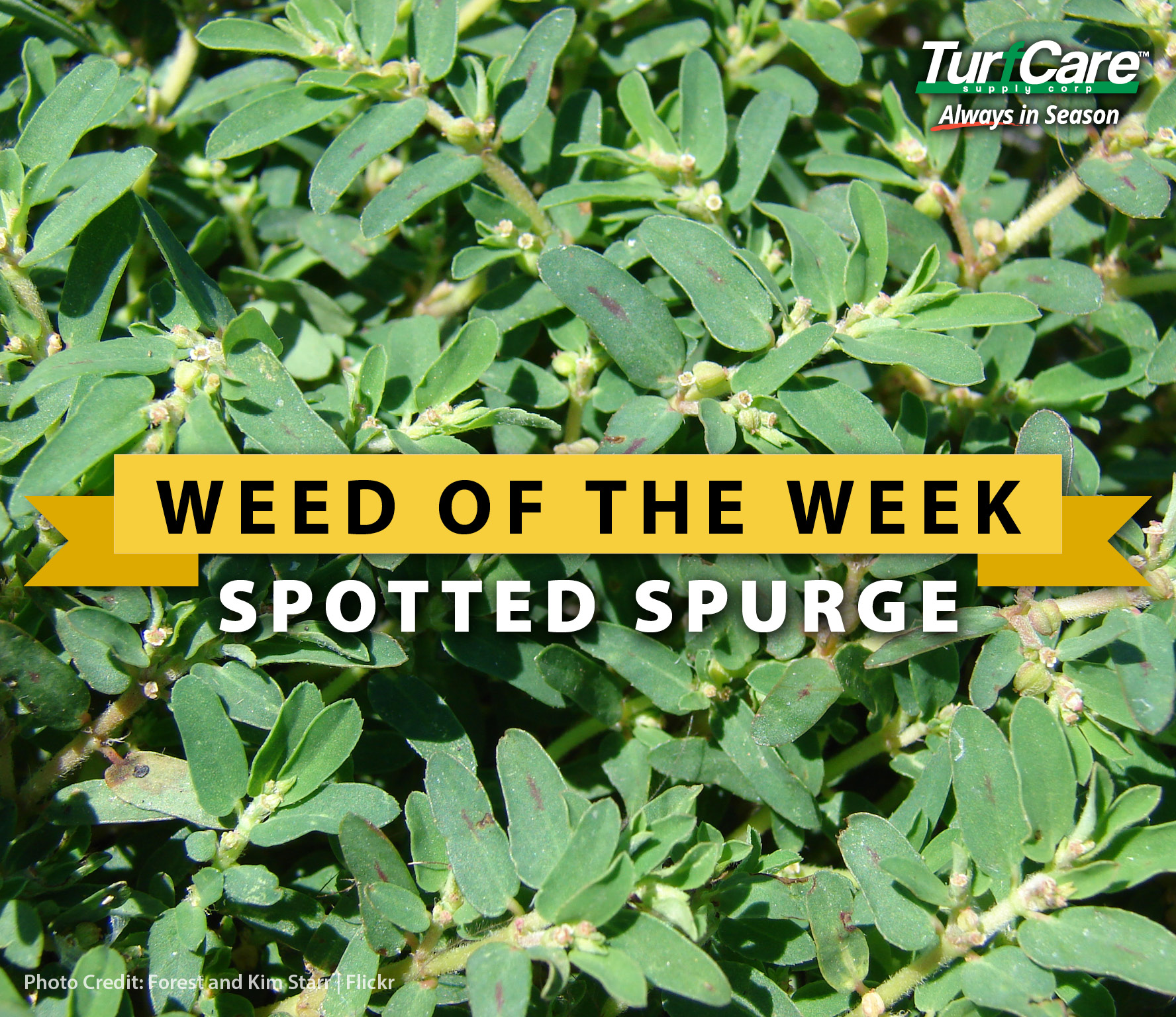 weed of the Week: Spotted Spurge - Turf Care Supply Corporation