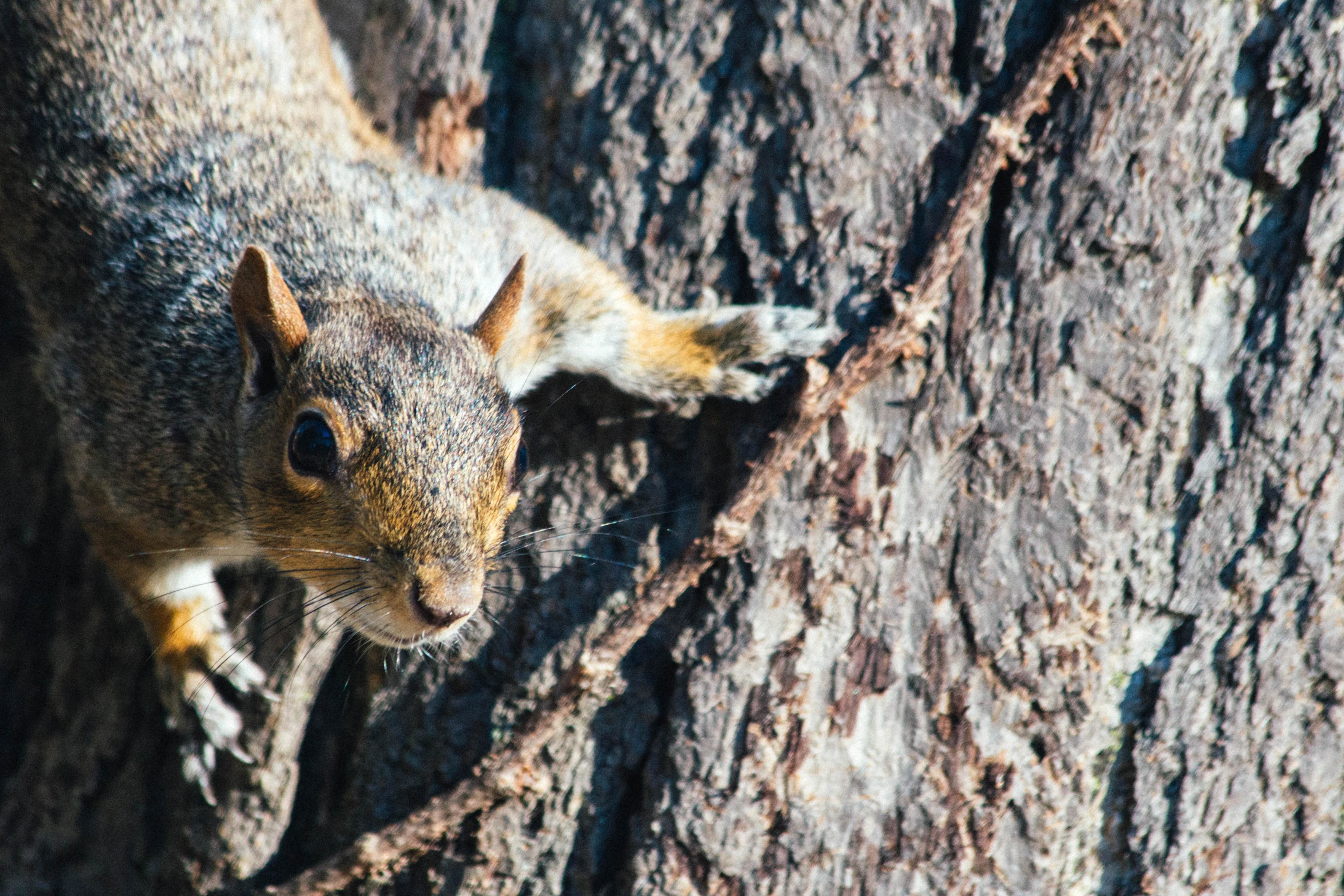 Squirrel free images, public domain images