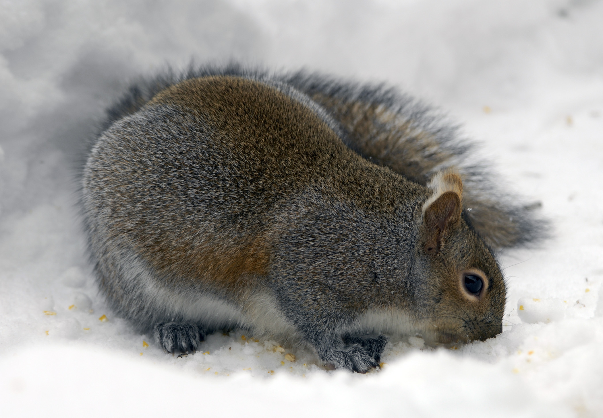 Door to Nature: Gray Squirrel Mating Season - Door County Pulse