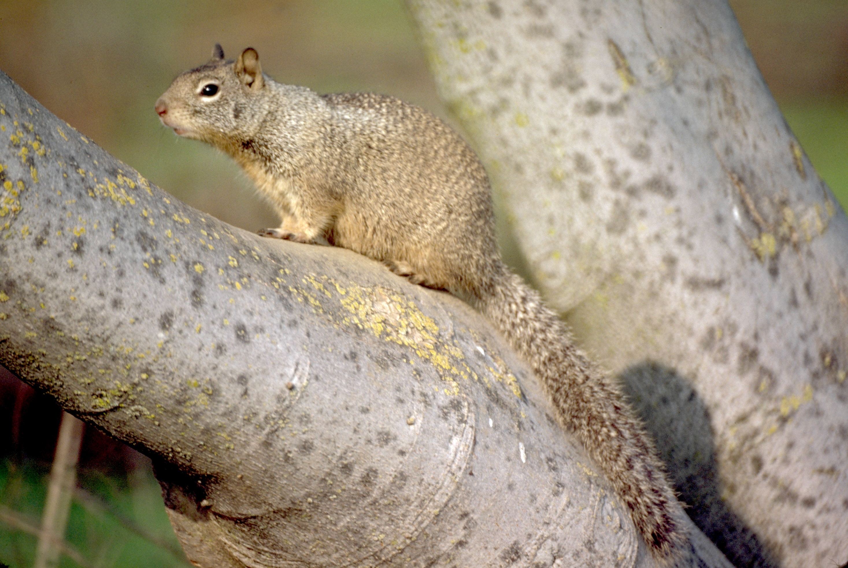 Tree Squirrel or Ground Squirrel: What's the Difference? (Part I ...