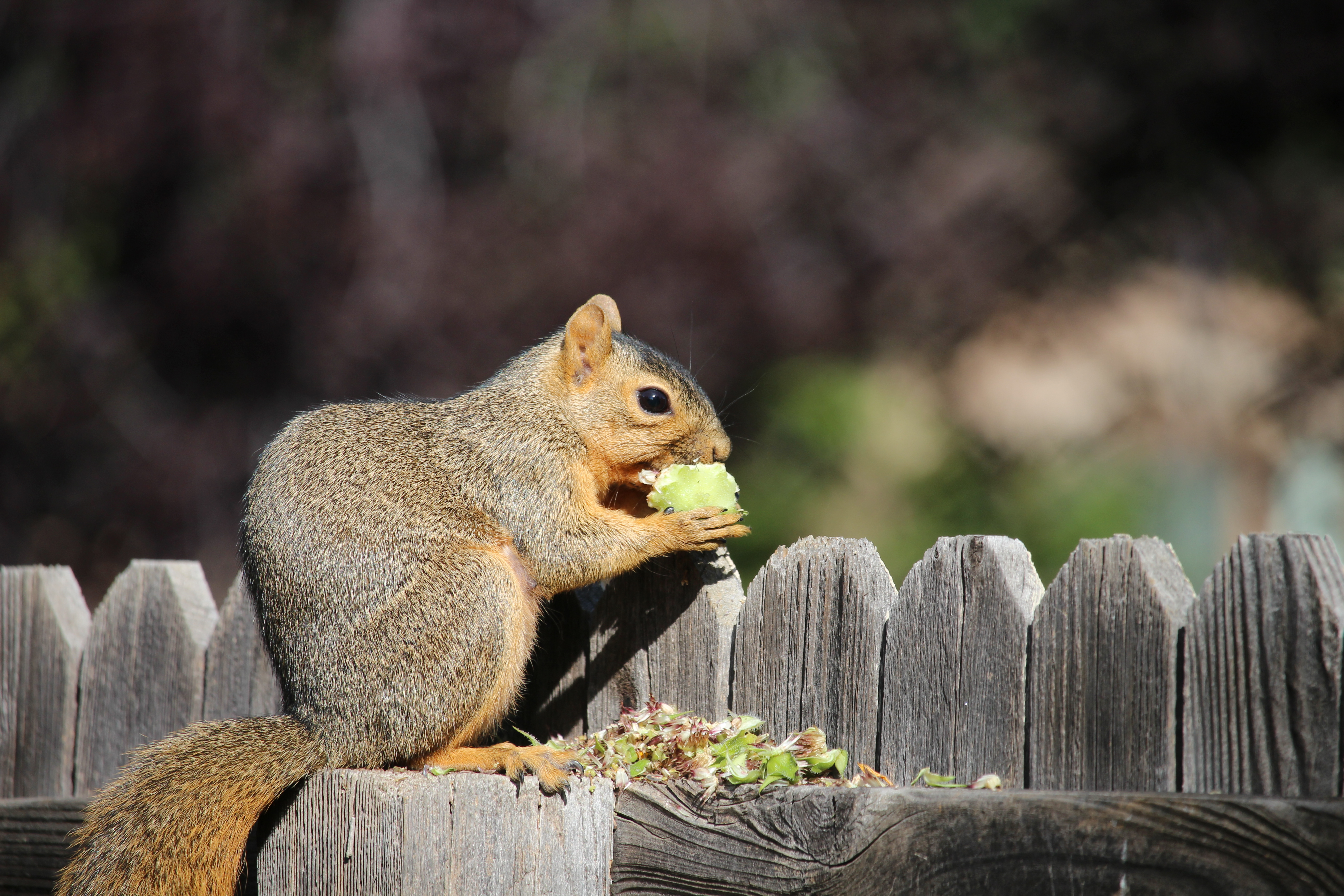 Loveland revamps law to allow squirrel feeding – The Denver Post