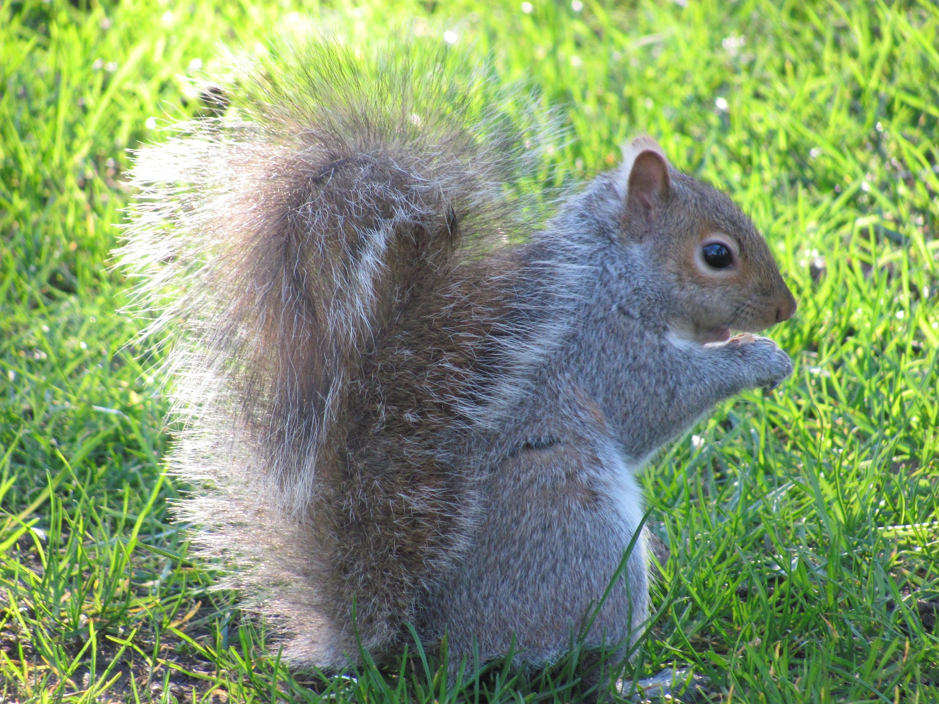 Squirrels: How to Get Rid of Squirrels in the Garden | The Old ...