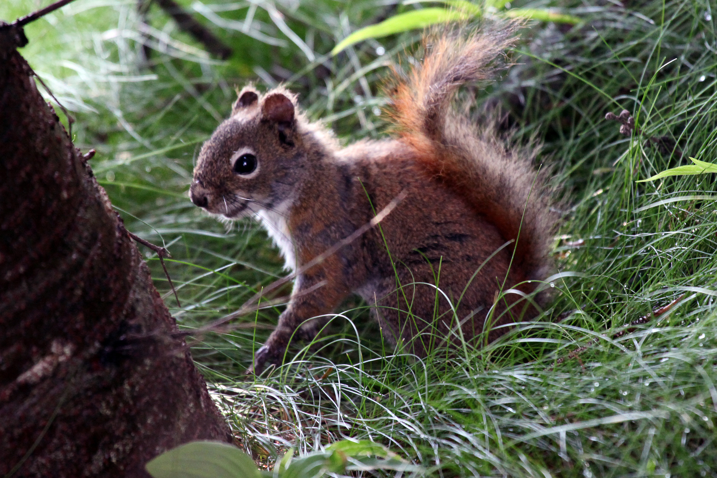 Squirrel, America, Mammal, Wood, Wild, HQ Photo