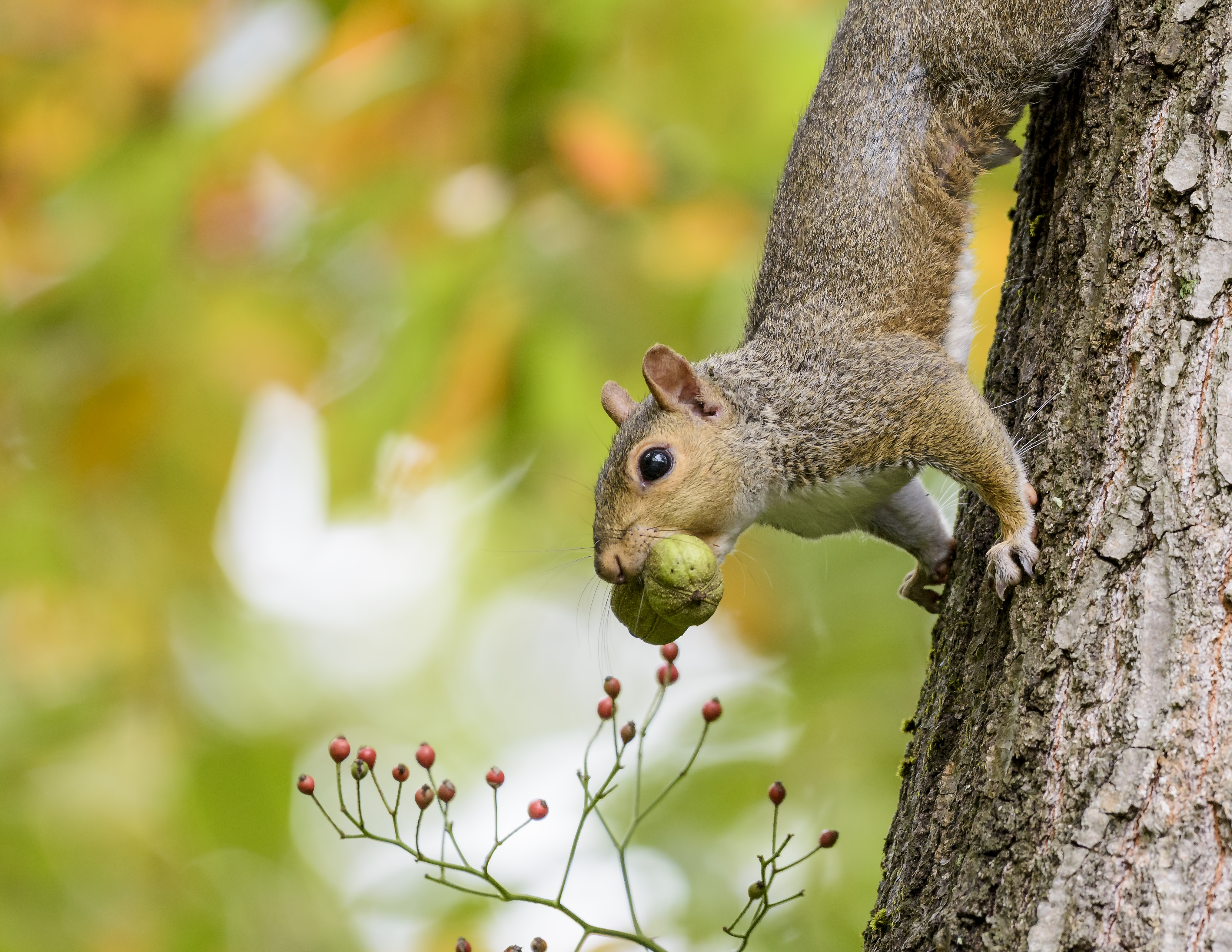 Citizen scientists track neighborhood squirrels with Project ...
