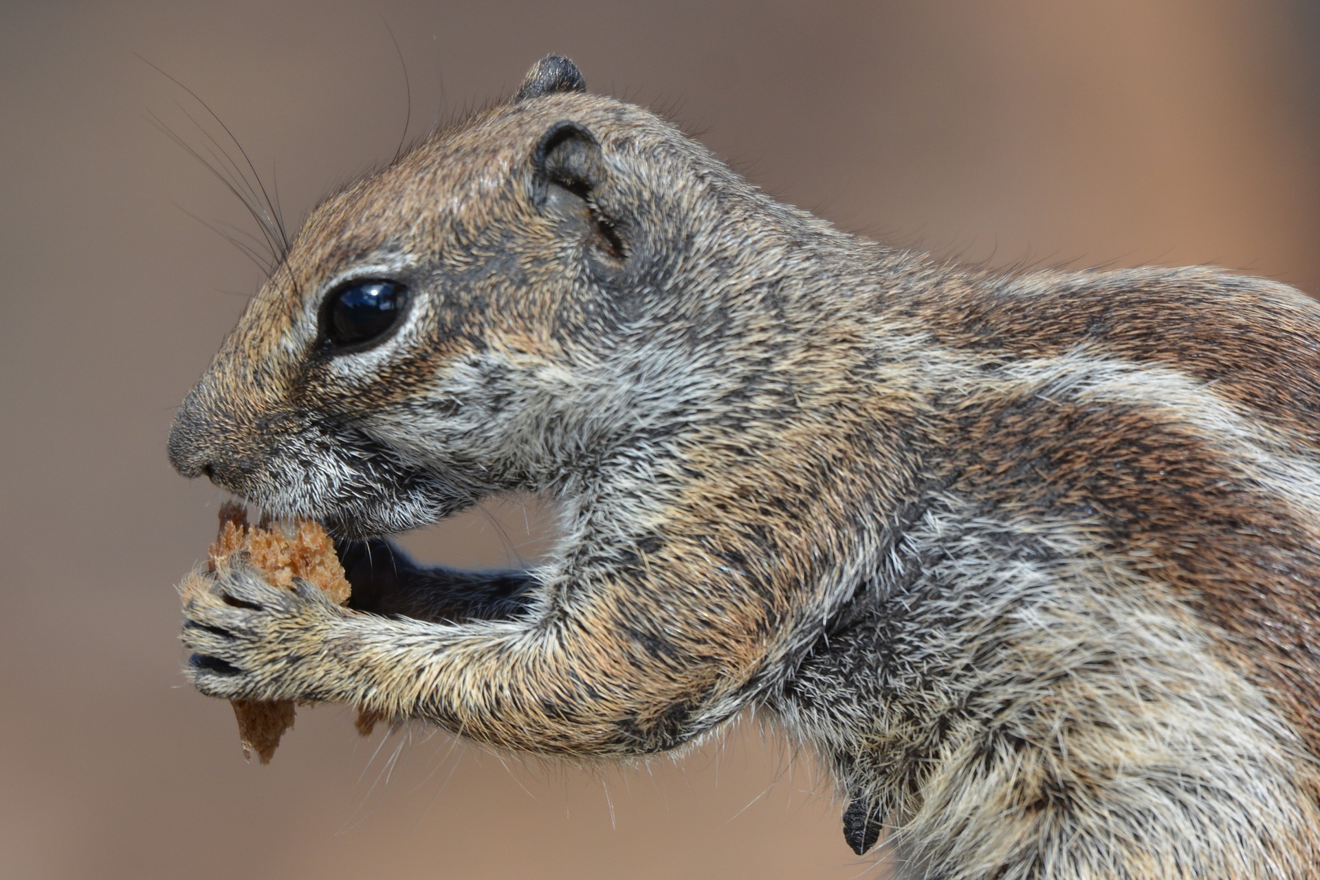 Learning From Squirrels: Three Traits to Embody - Shameless Pride