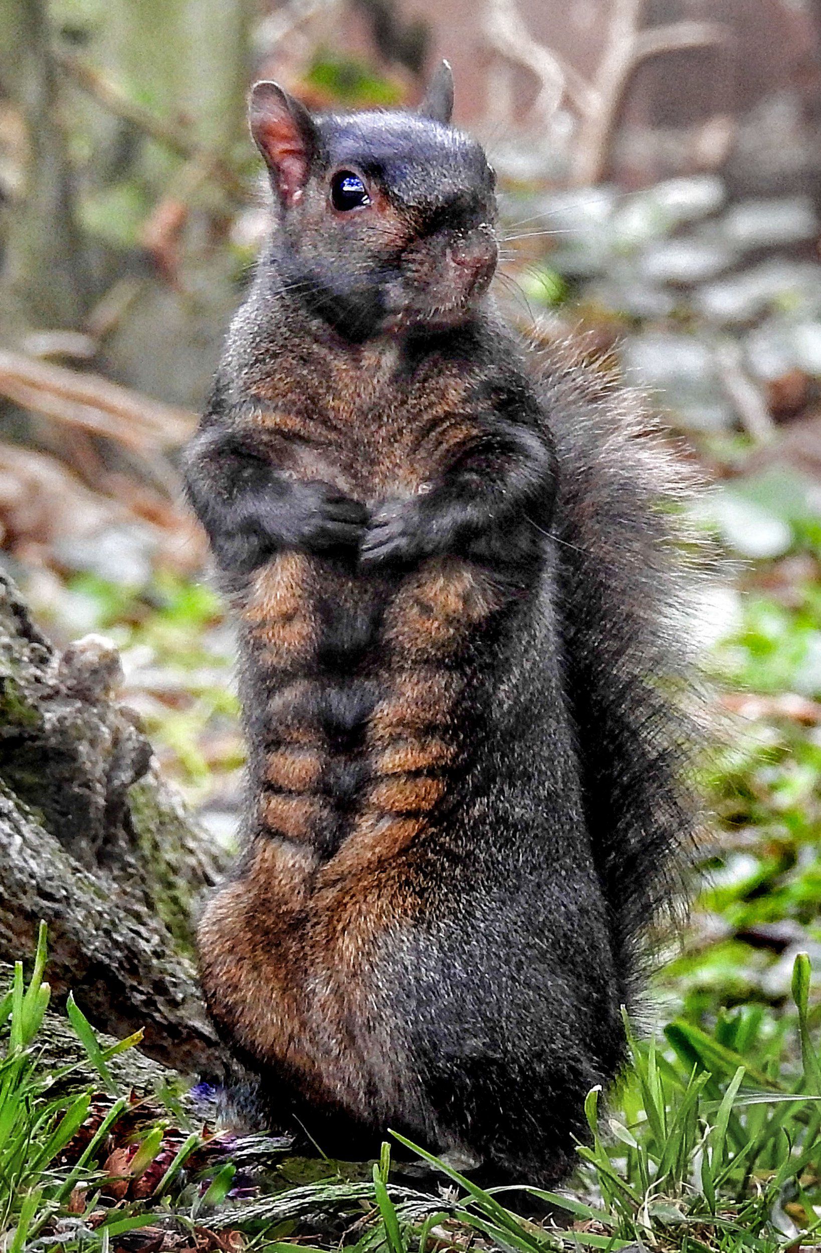 Black squirrel shows off a six pack in picture taken in Baldock ...