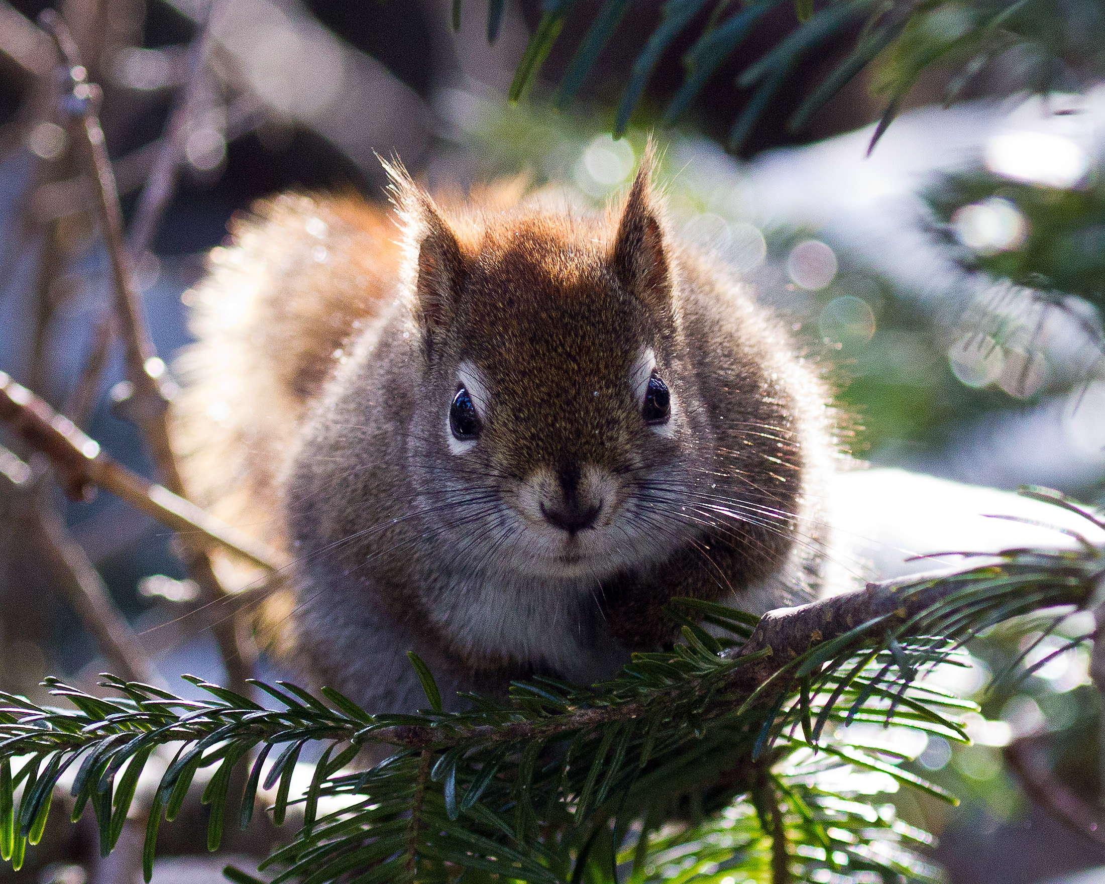 Squirrel, Adorable, Season, Paw, Pets, HQ Photo