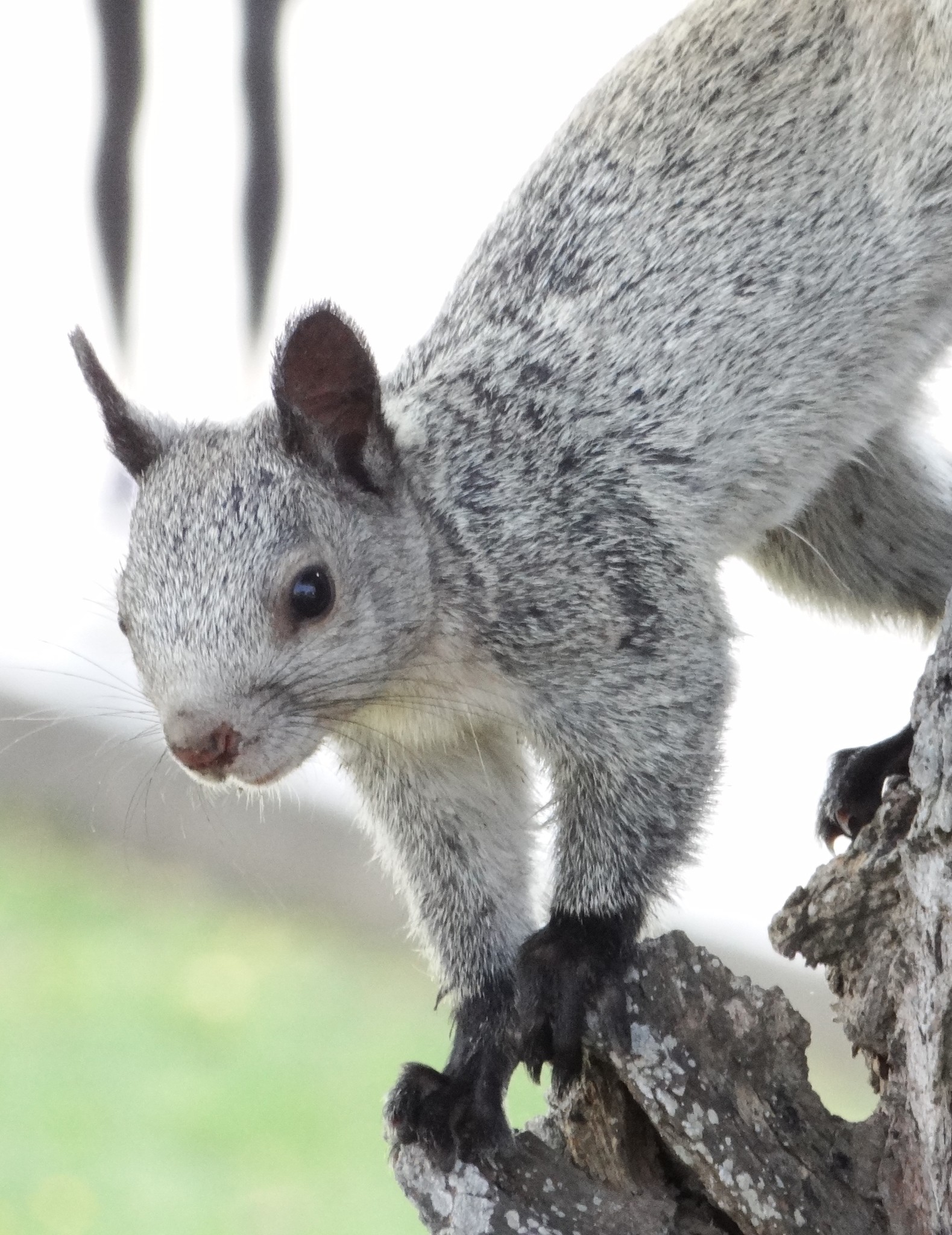 Guayaquil Squirrel (Sciurus stramineus) · iNaturalist.org
