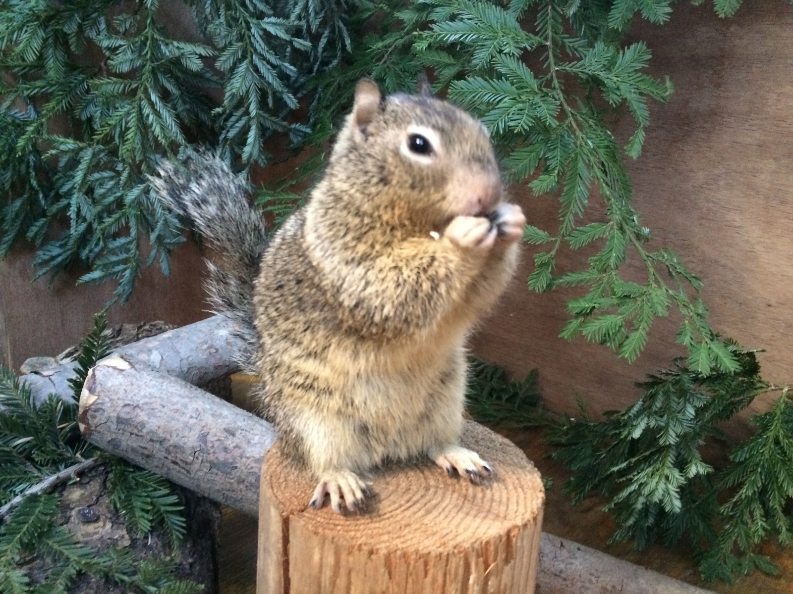 California Ground Squirrel - Lindsay Wildlife Experience