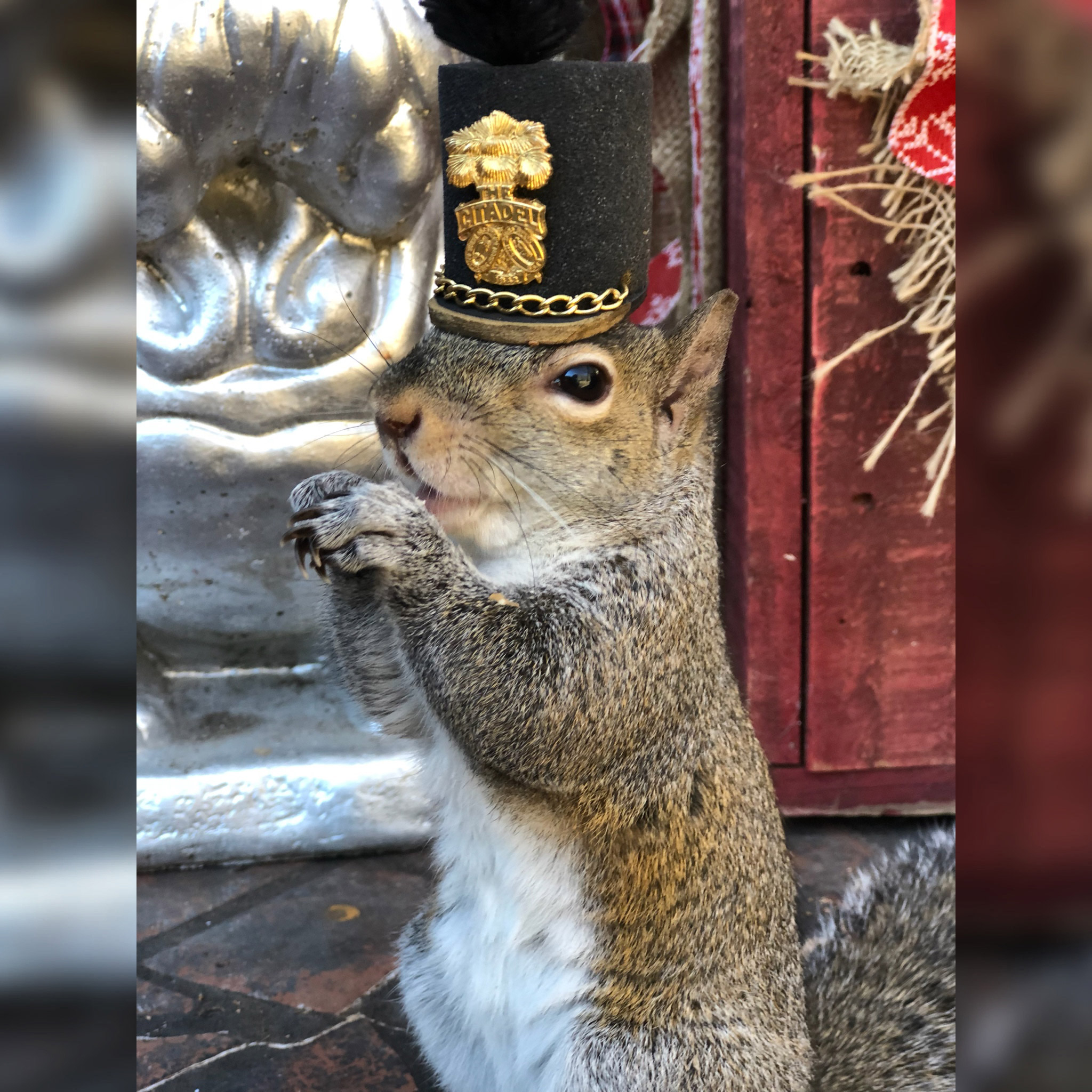 Squirrel Continues to Visit South Carolina Family that Saved Her ...