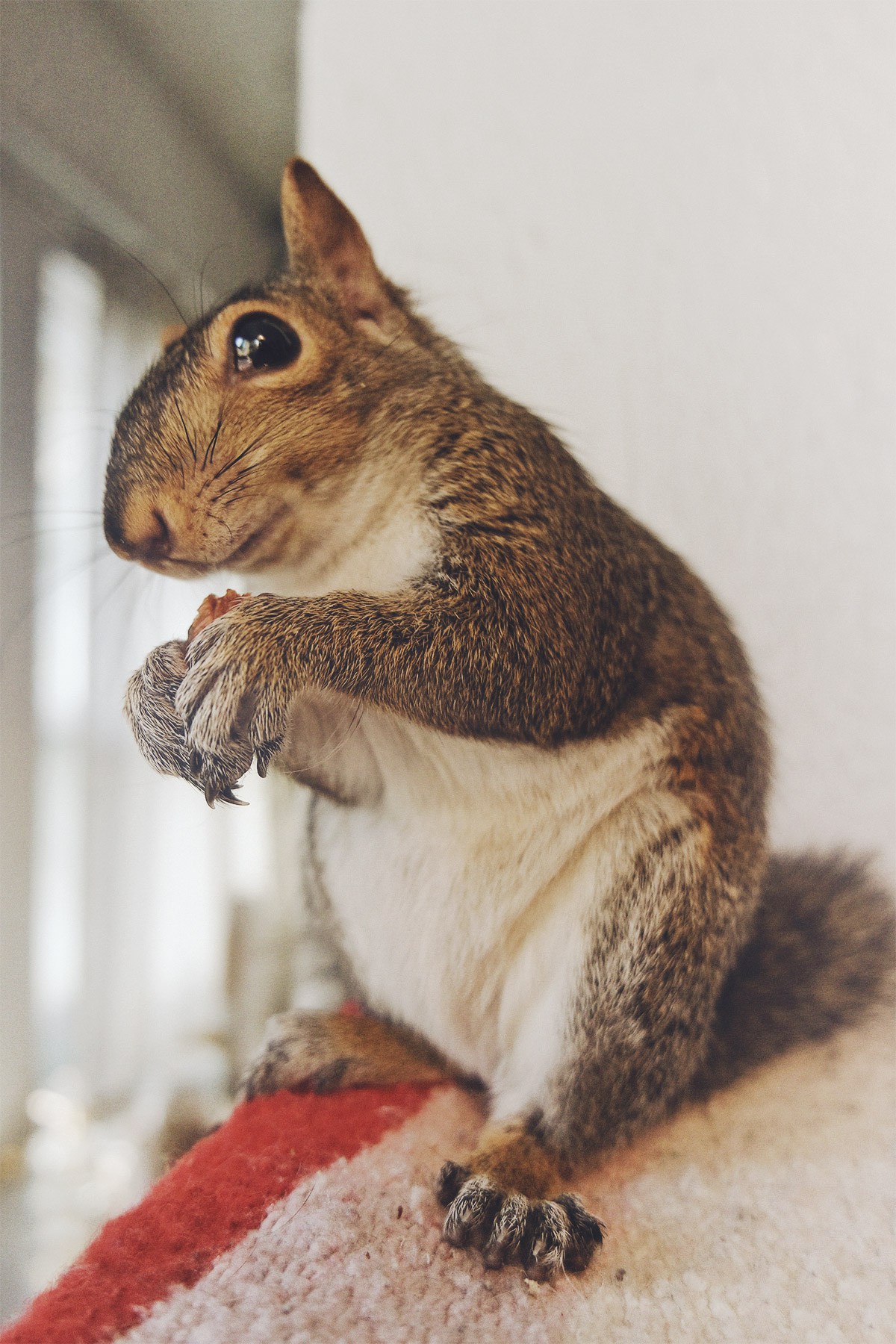 Tiki: The Squirrel Saga | Nubby Twiglet