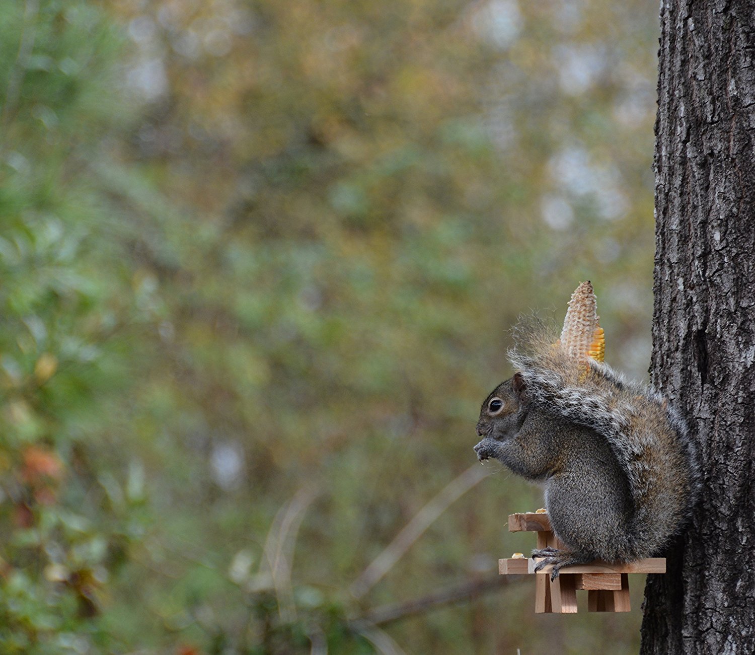 Amazon.com : Picnic Table Squirrel Feeder : Garden & Outdoor
