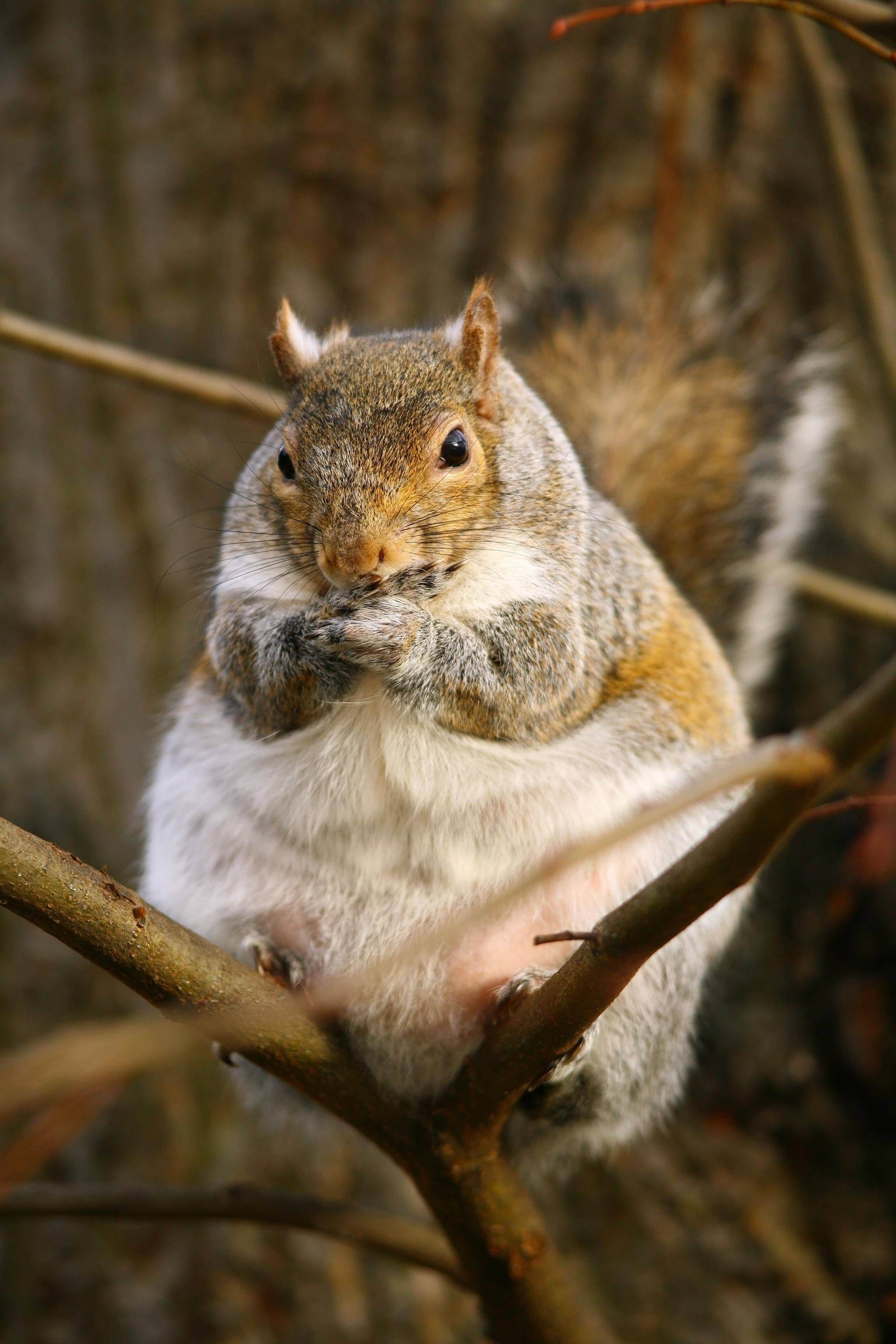 Trying to crack the nut of Toronto's 'fat squirrel season' - The ...