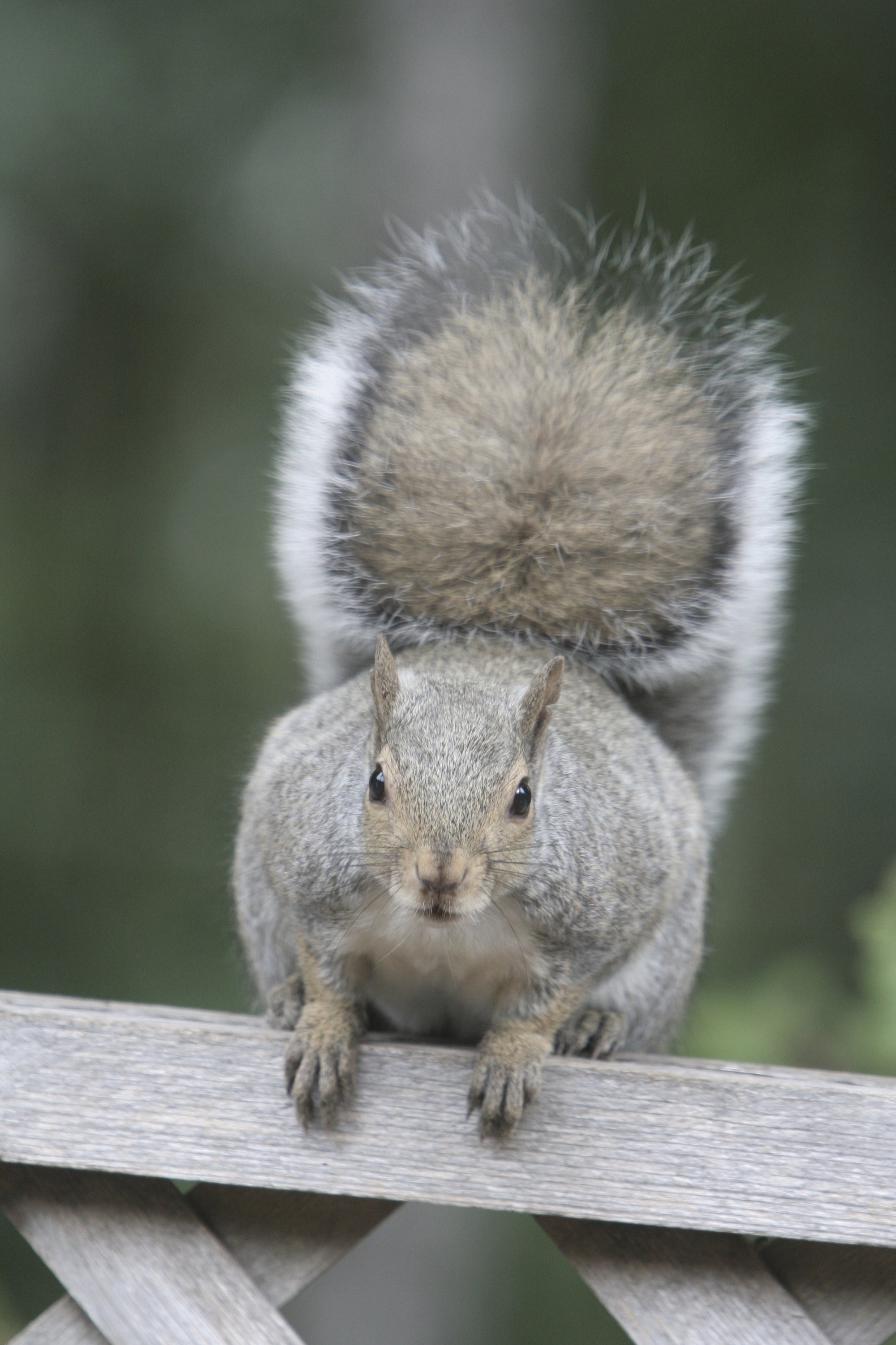 Difference Between Grey Squirrels & Flying Squirrels | Catseye Pest ...