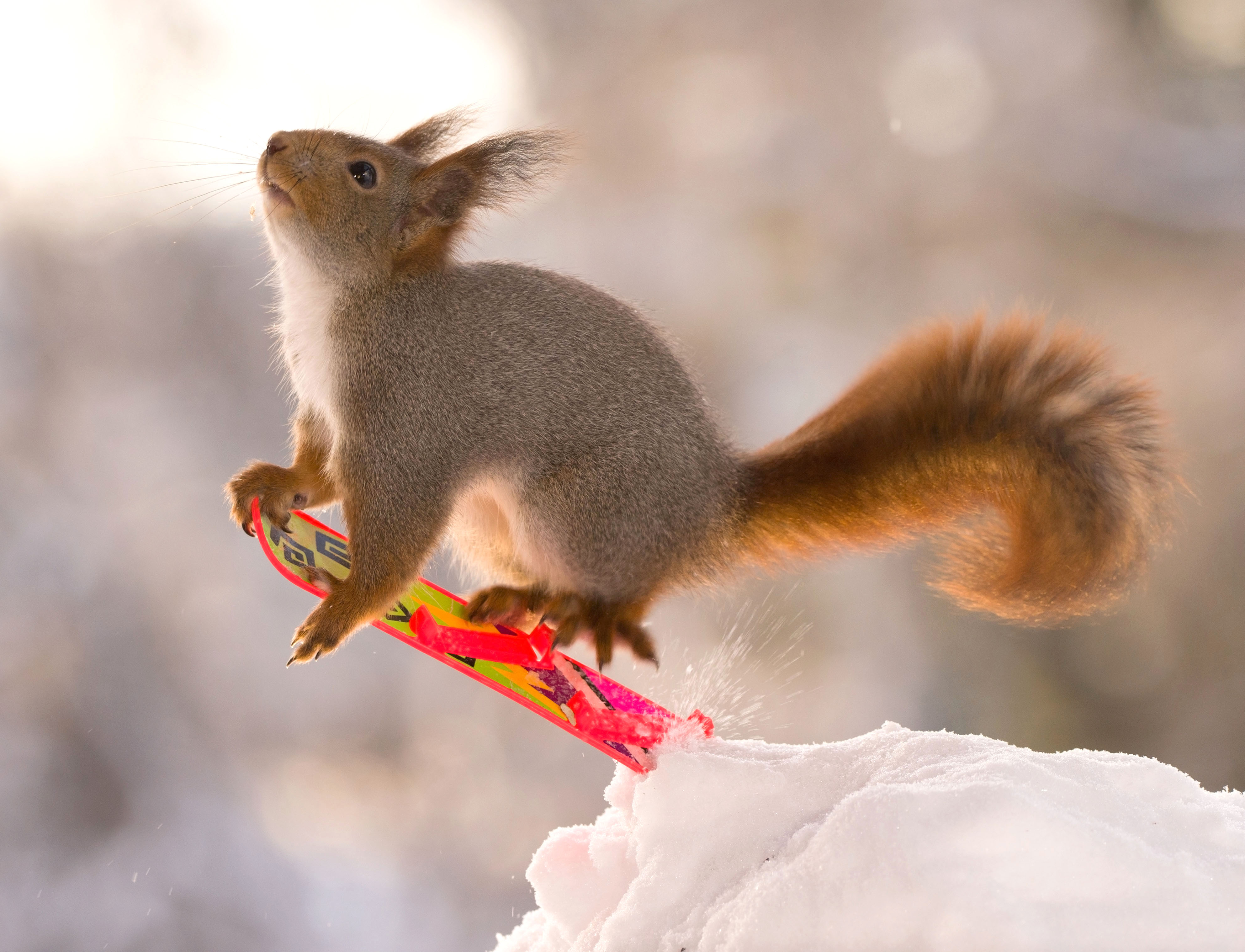 This squirrel is nuts for snowboarding - Storytrender