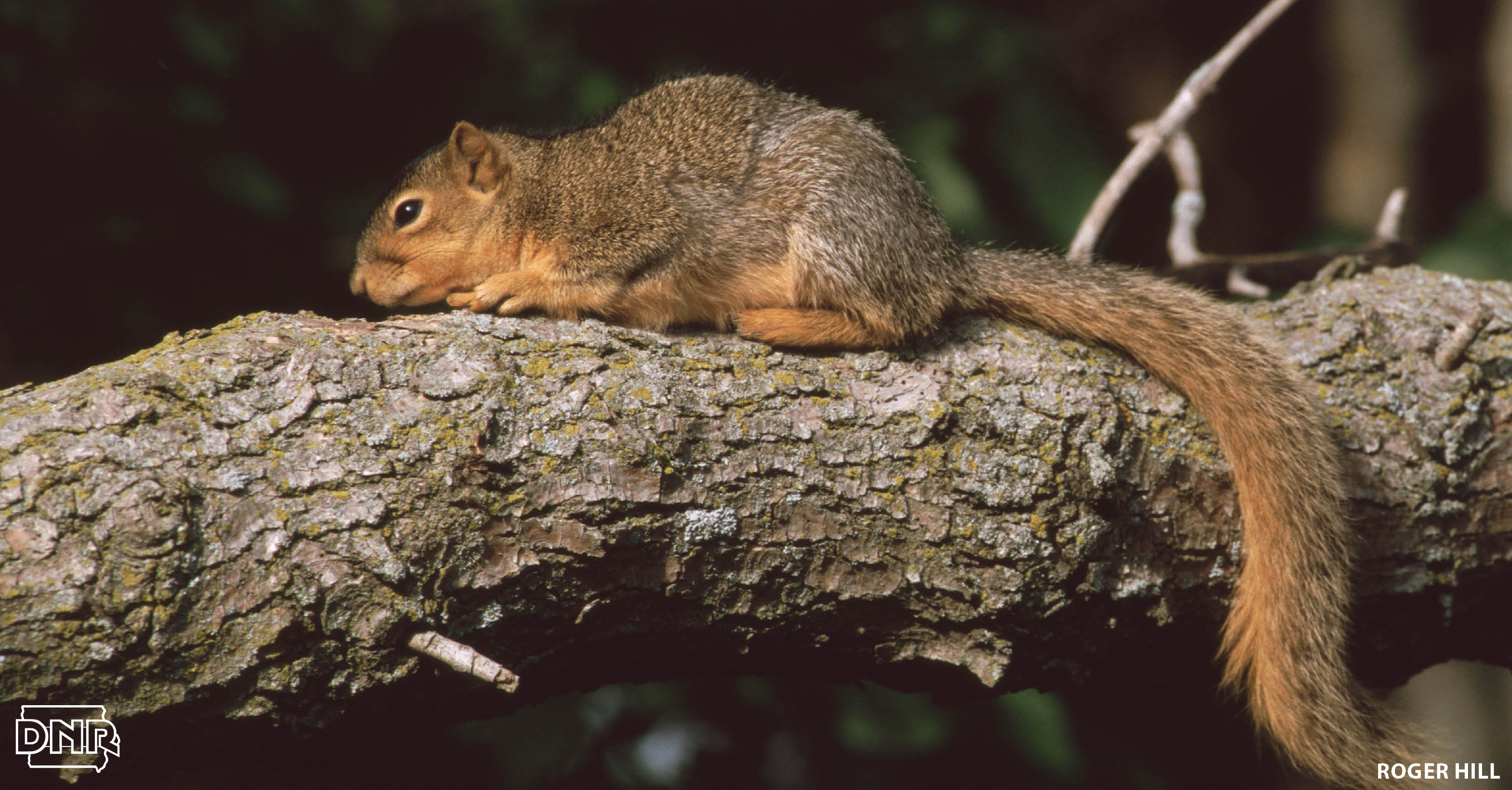 7 Cool Things You Should Know About Squirrels - DNR News Releases