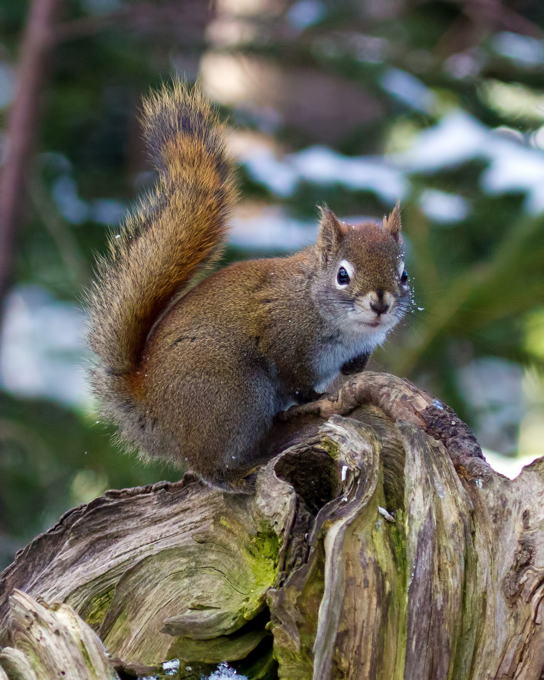 Squirrel, Adorable, Search, Park, Paw, HQ Photo