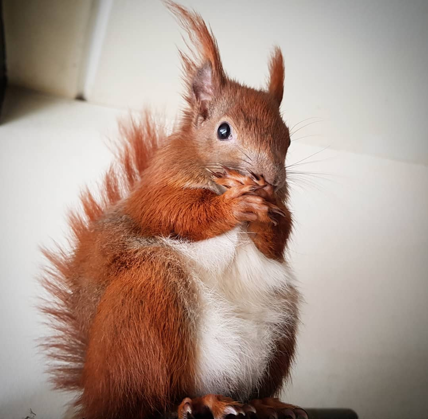 Instagram's Most Famous Red Squirrel – Fubiz Media