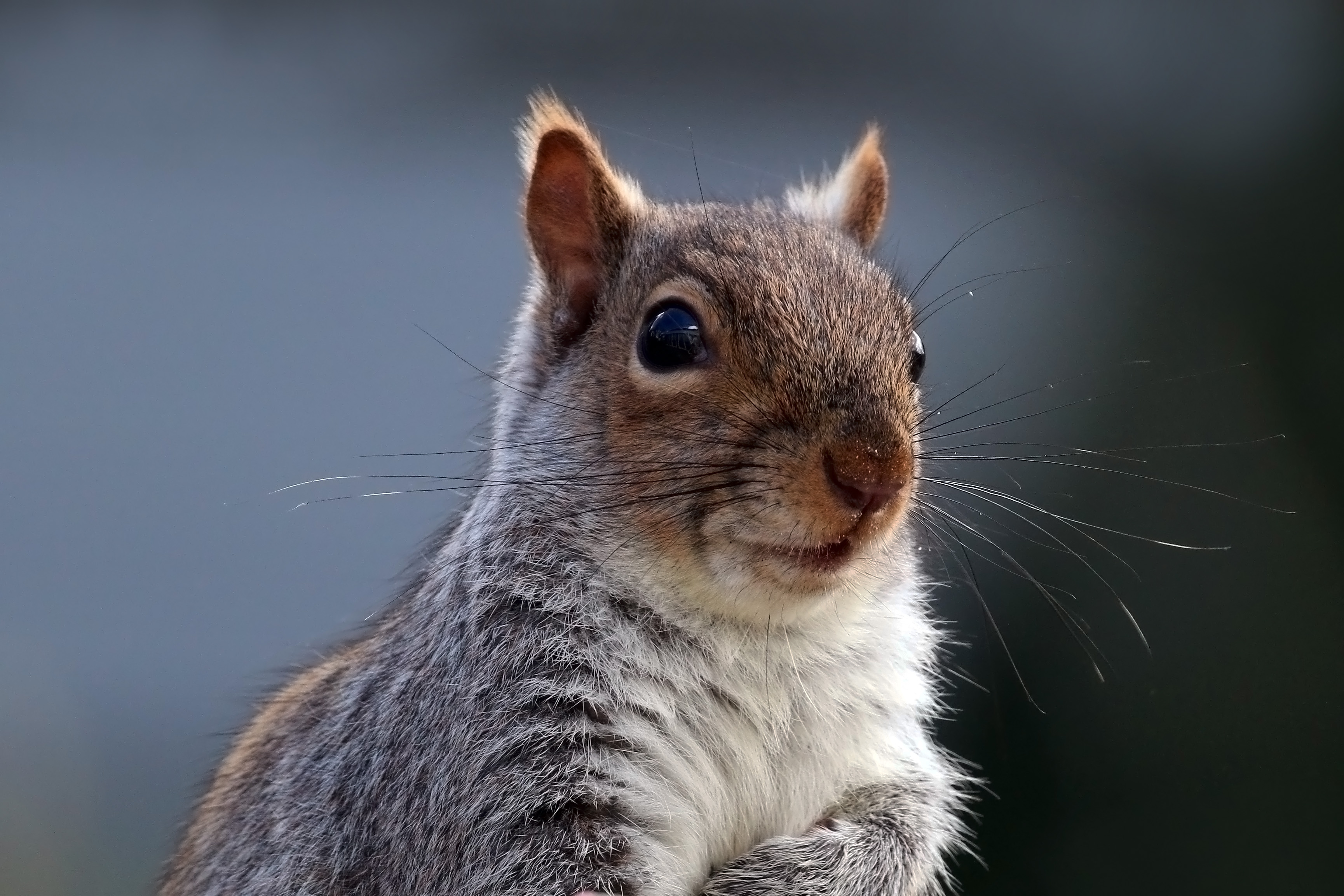 So You've Got A Squirrel Infestation: Now What? | Animal Control ...