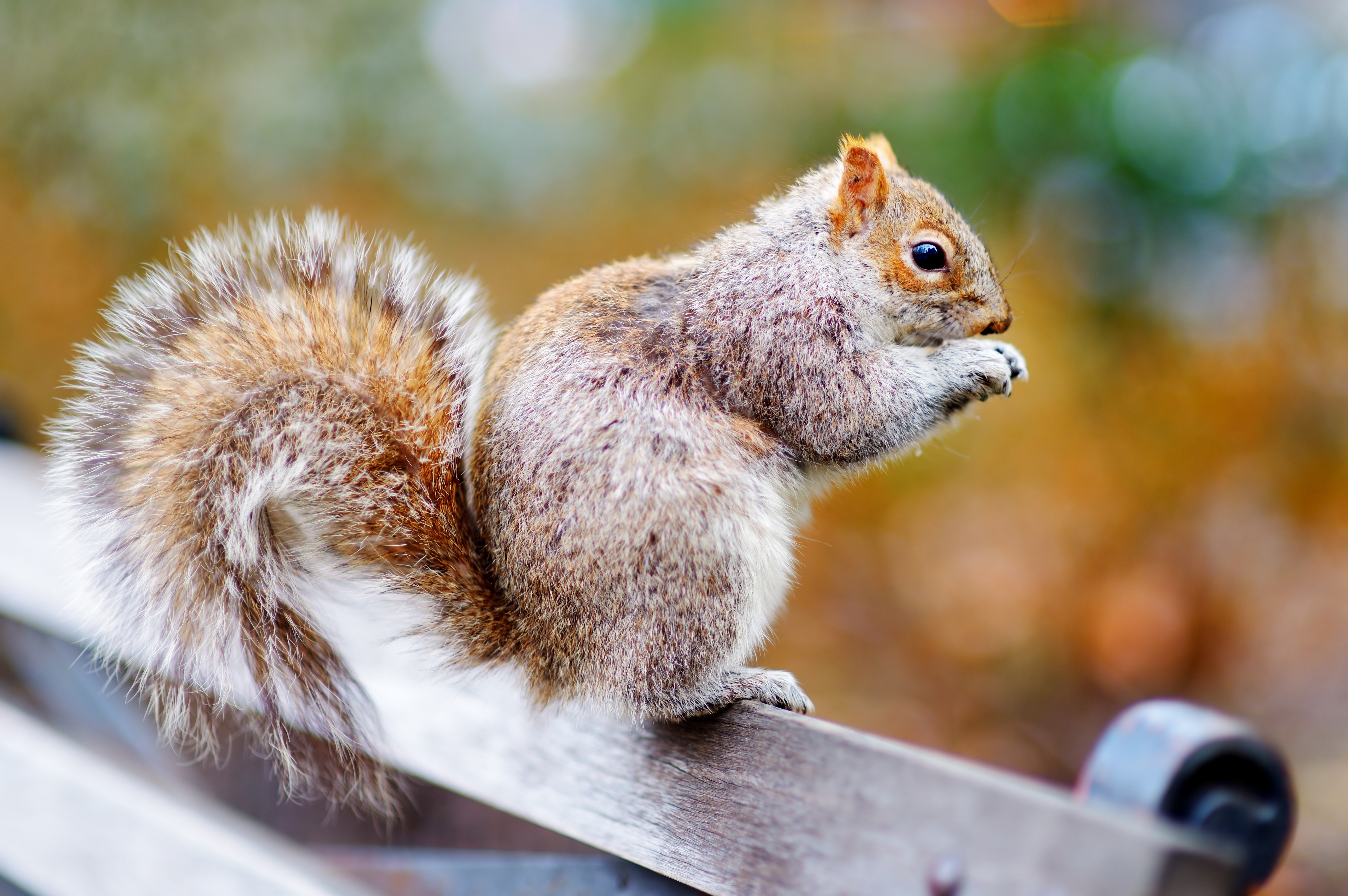Squirrel Facts and Diversion Feeding | Wild Bird Blog