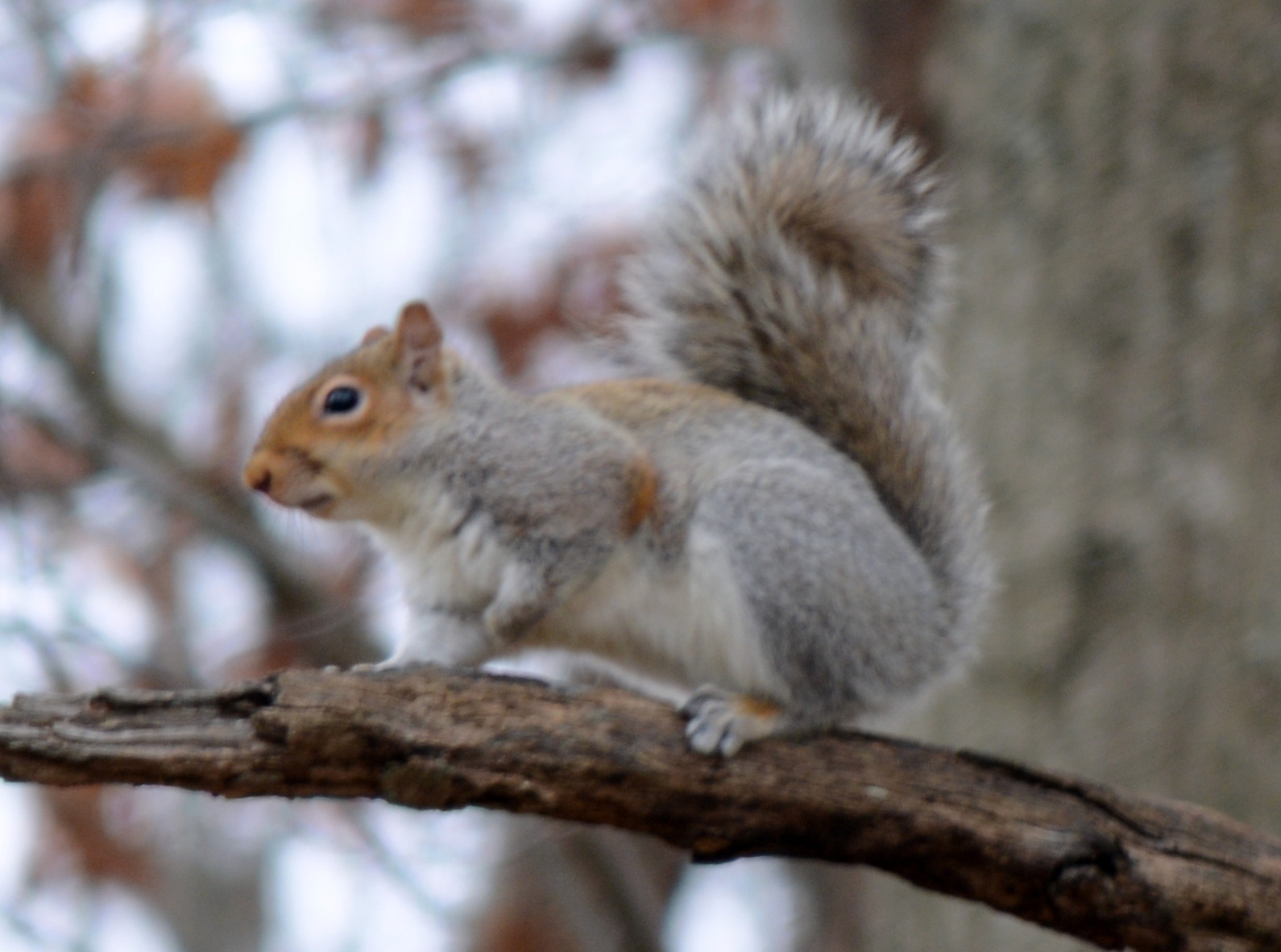Squirrel, Animal, Rodent, HQ Photo