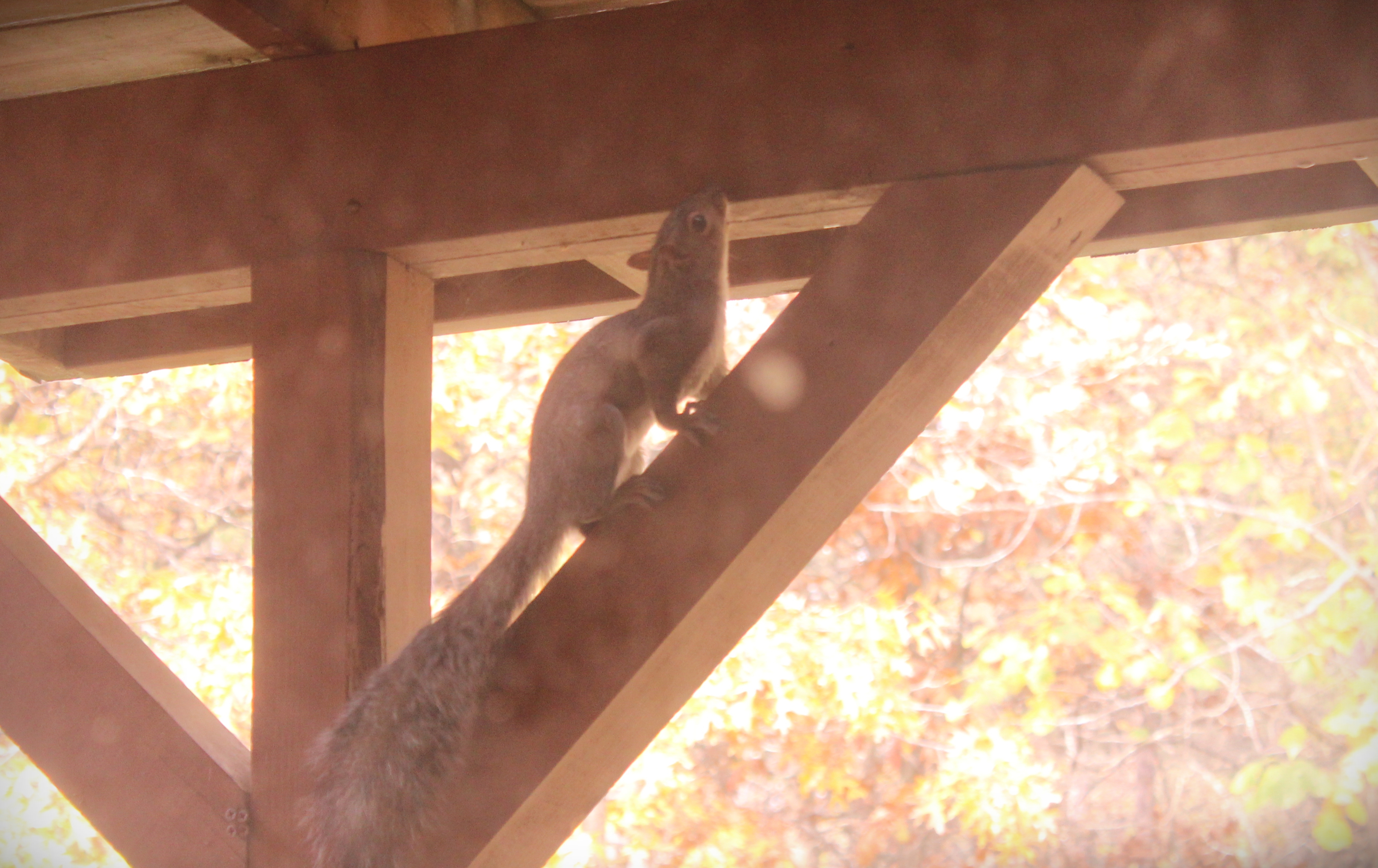 Squirrel, Animal, Climb, Rodent, HQ Photo