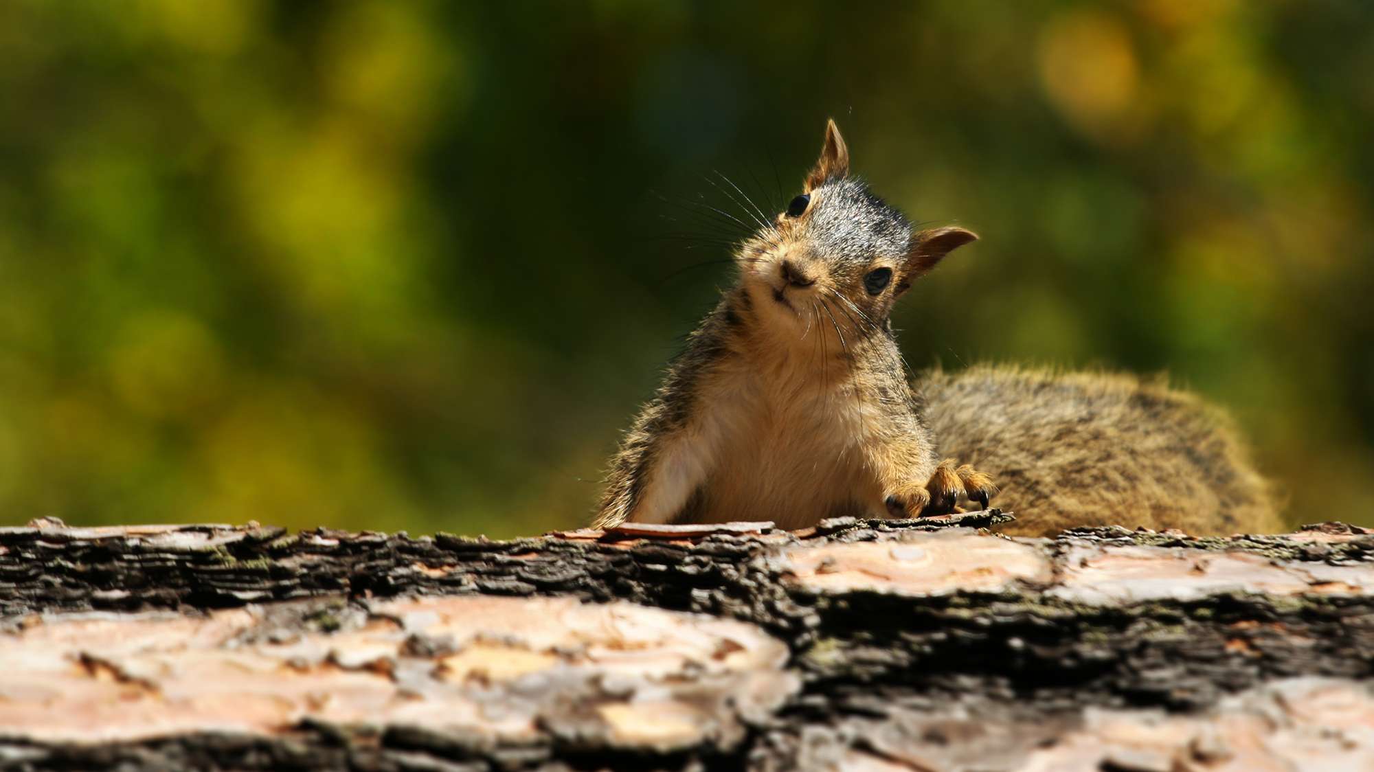 15 Reasons You Should Appreciate Squirrels | Mental Floss