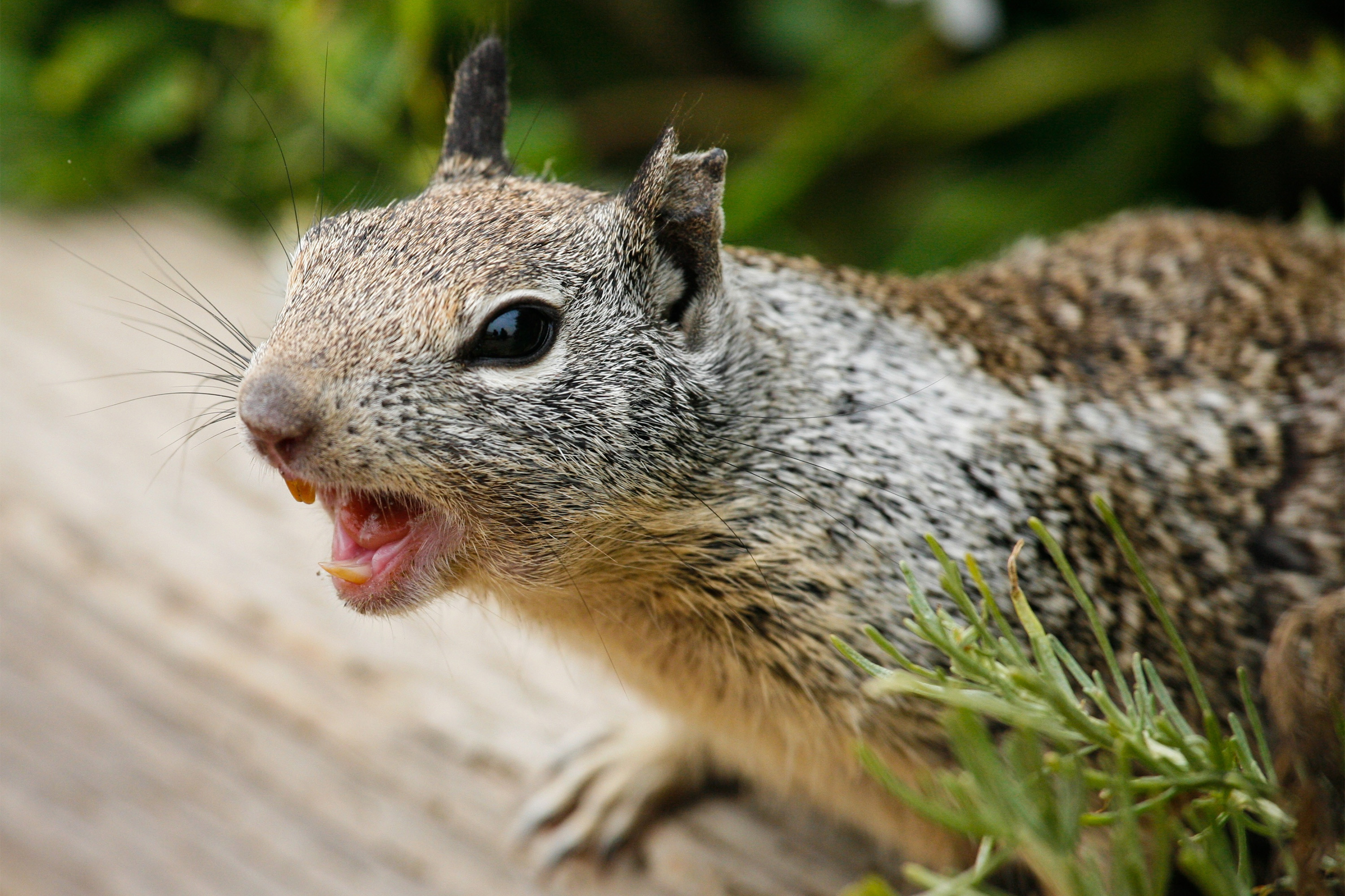 New Yorkers aren't afraid with psycho squirrel on the loose
