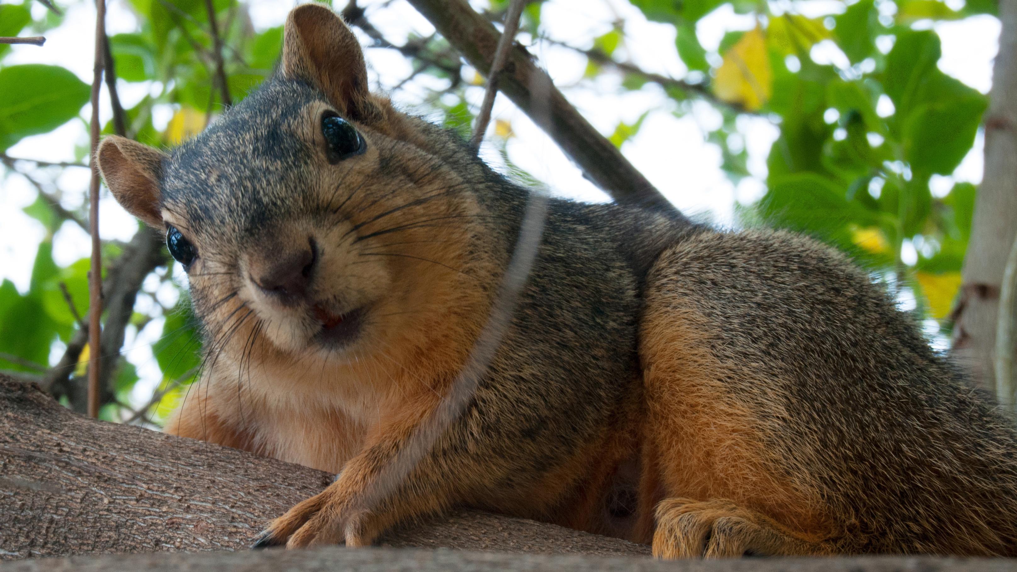 Share Your Squirrel Stories with Chicago Researchers | Chicago ...