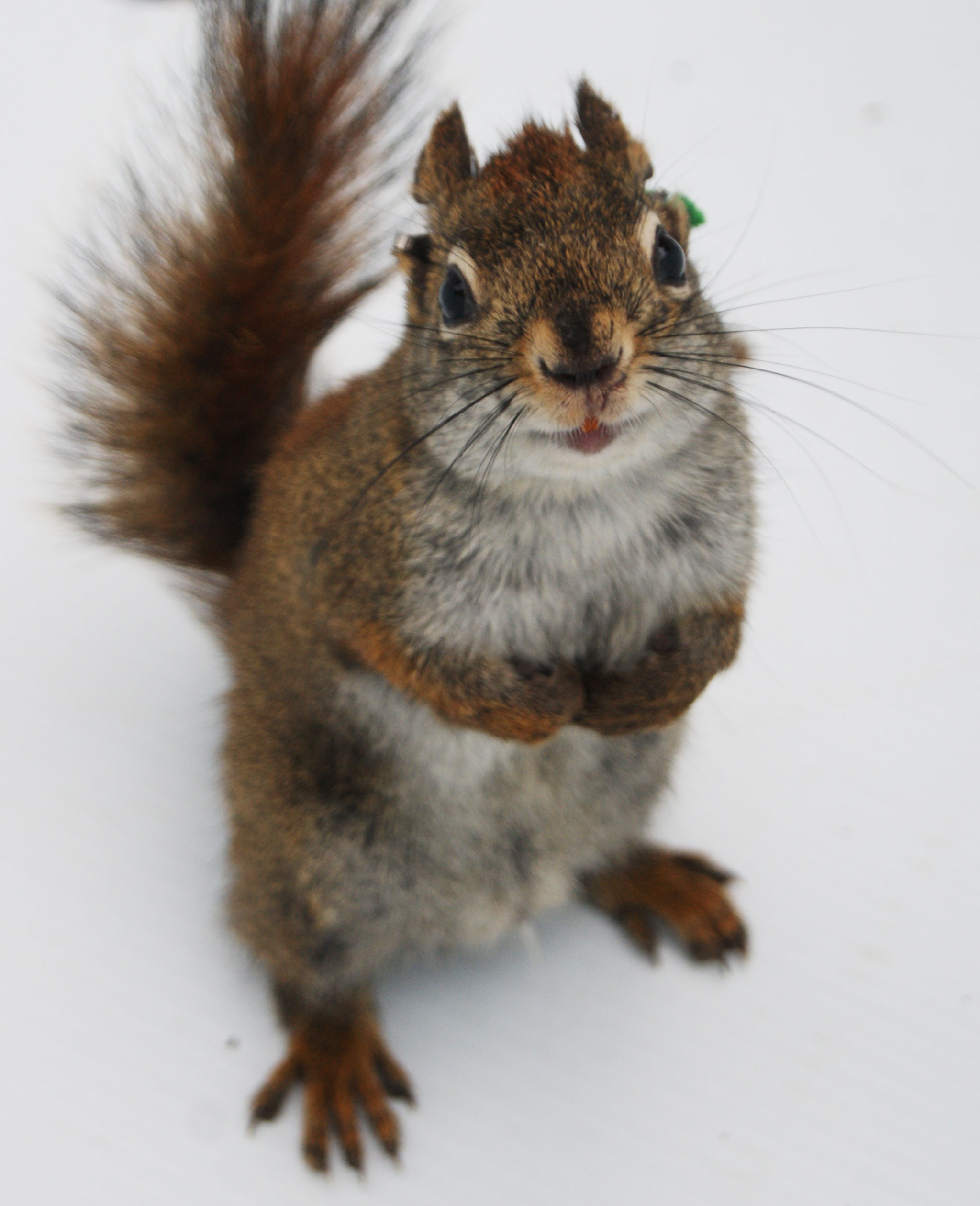 These Adorable Squirrels Are Also Baby-Killing Cannibals
