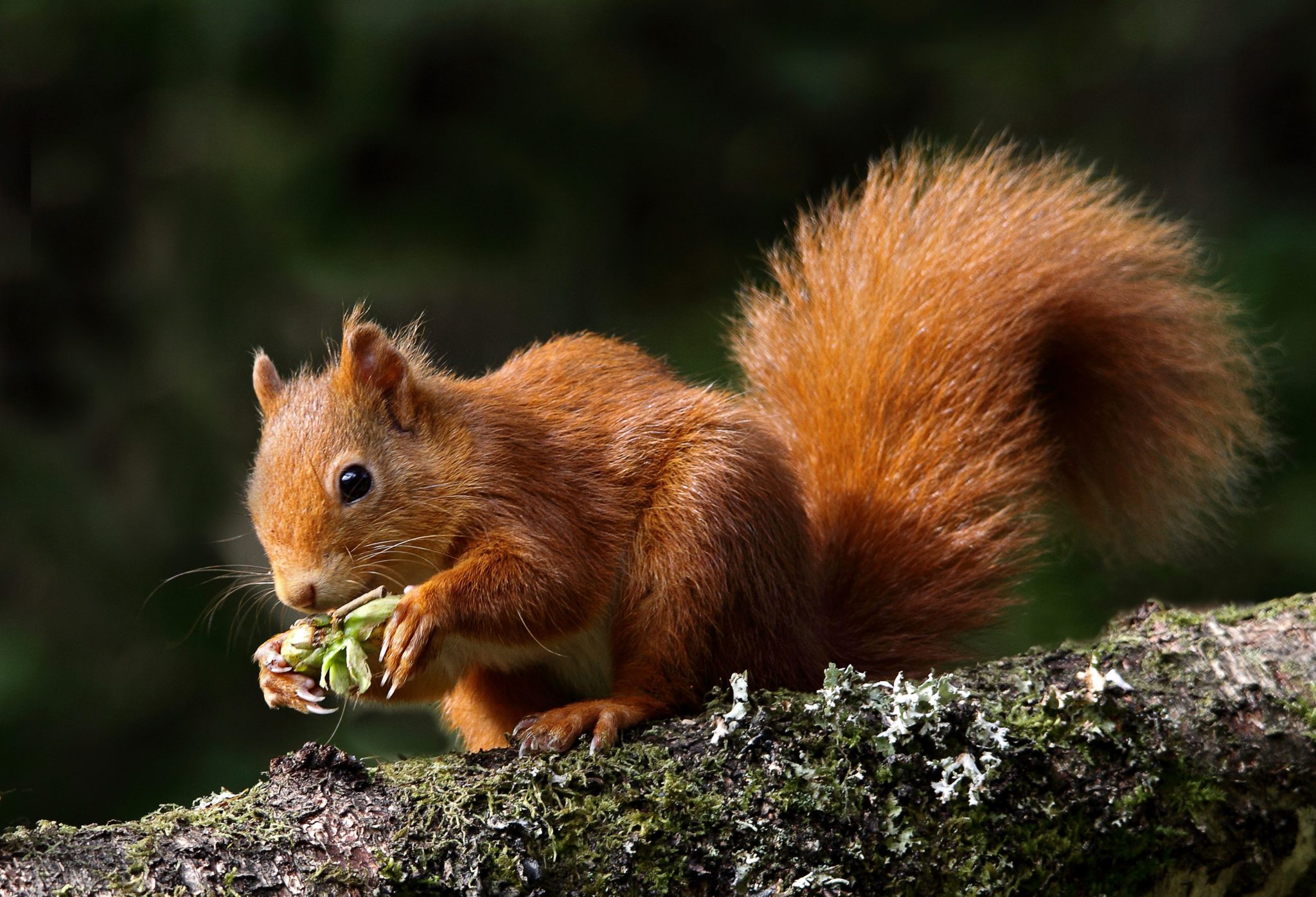 Red squirrel adoption | Scottish Wildlife Trust