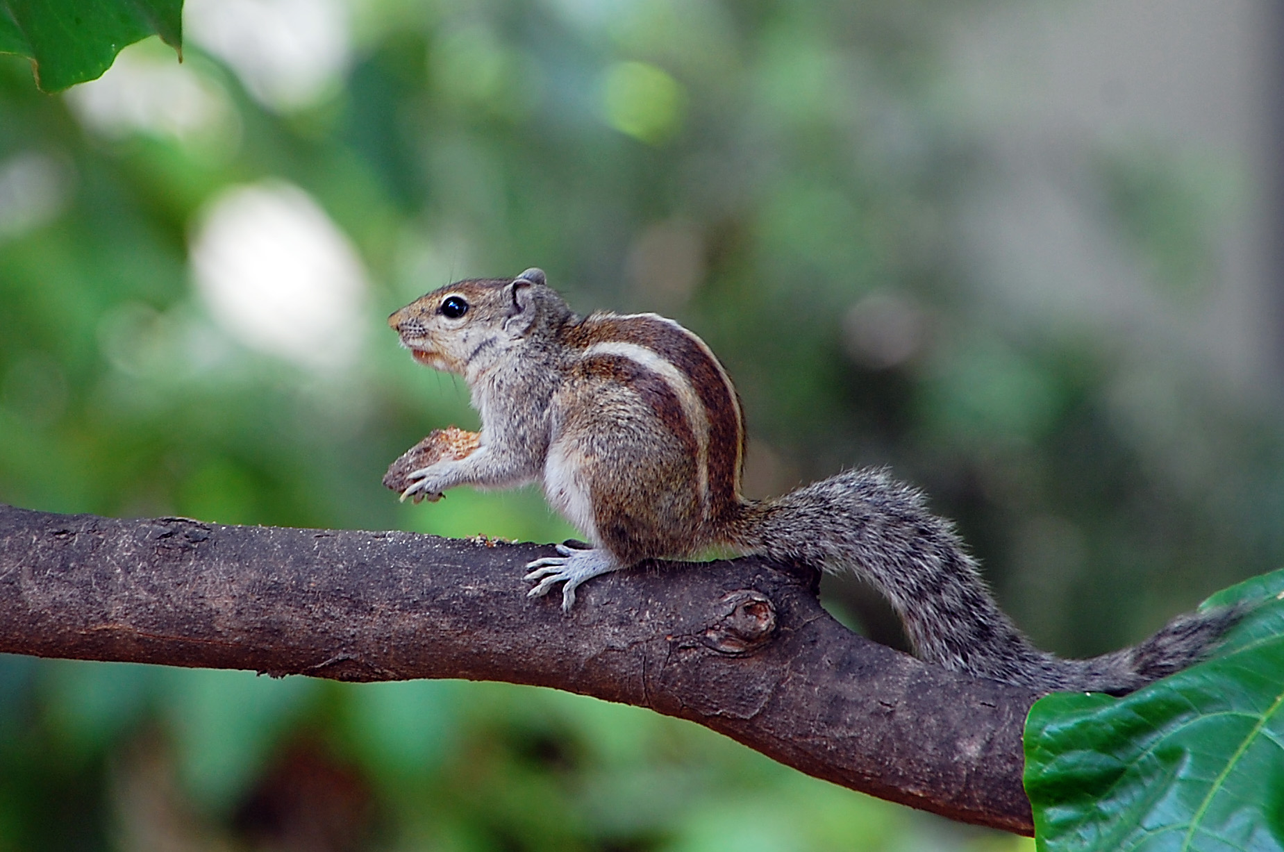 Indian Palm Squirrel (Funambulus Palmarum) - Animals - A-Z Animals
