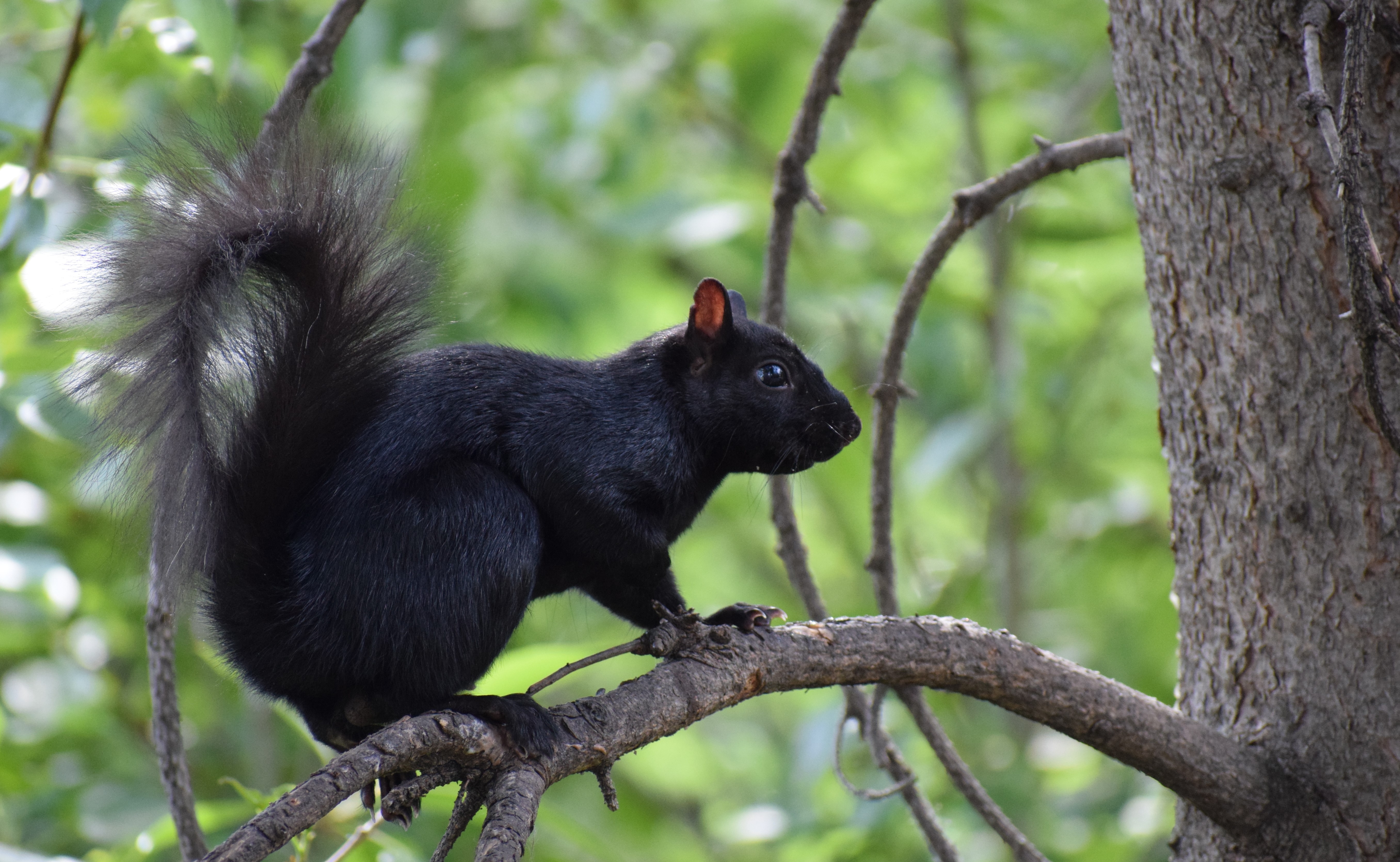 Black squirrel - Wikipedia
