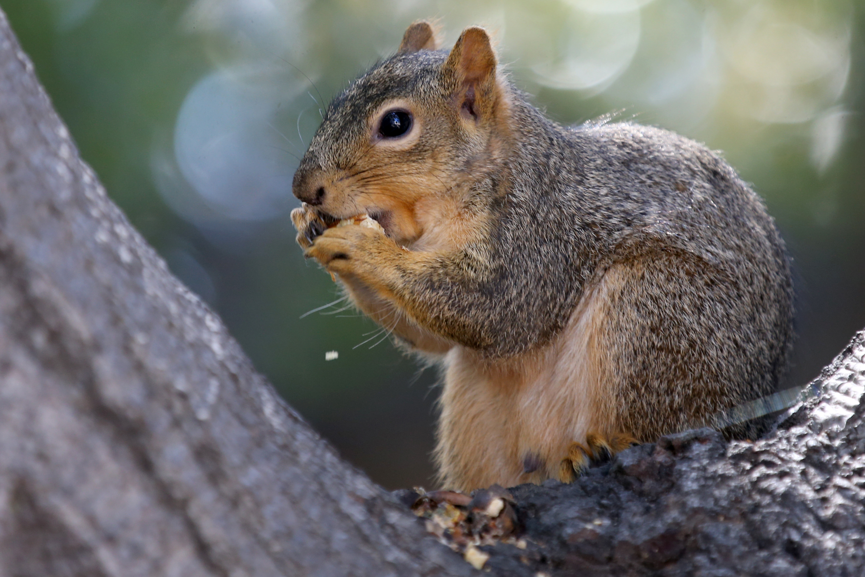 UC Berkeley research shows squirrel behavior is not so nutty