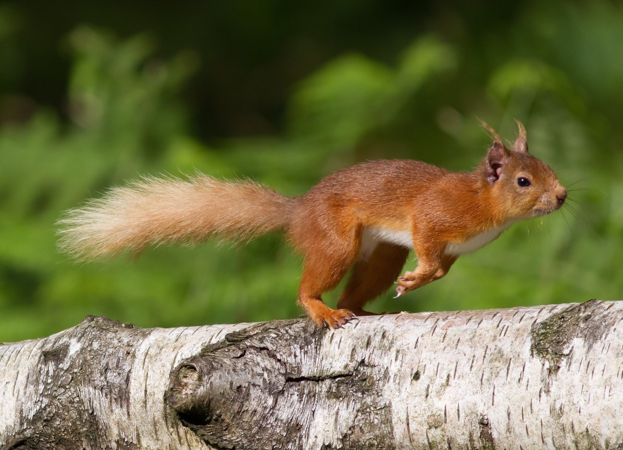 BIS Joins the Campaign to Save the Red Squirrel in Mid Wales - Red ...
