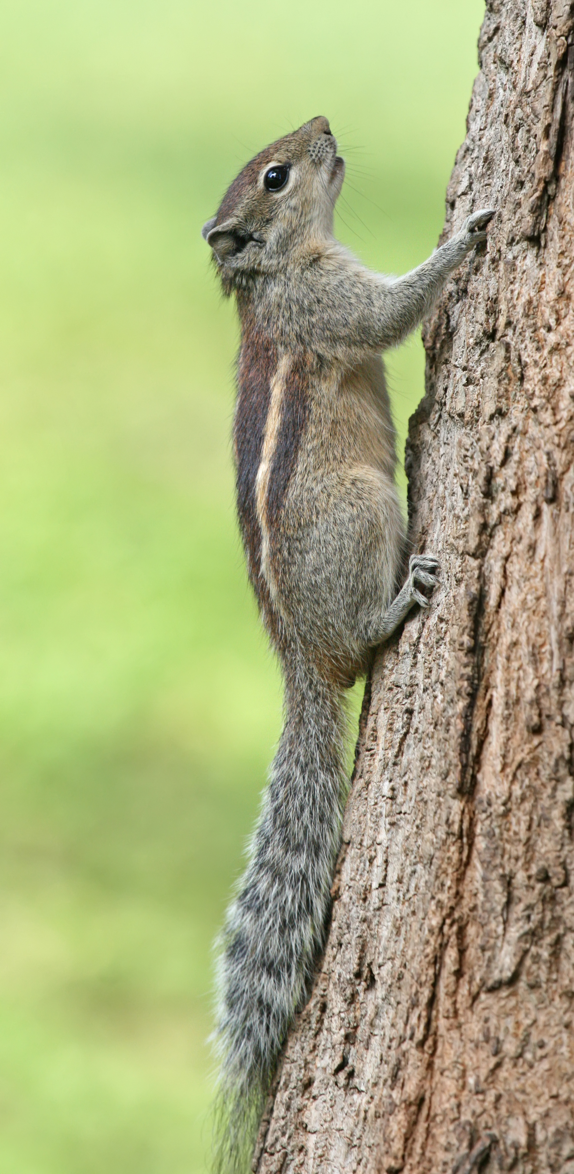 Indian palm squirrel - Wikipedia